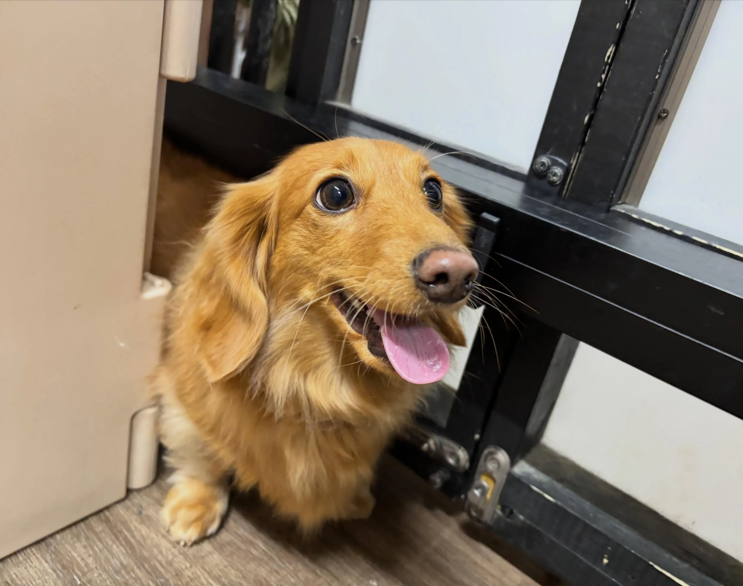 🐶5月のおすすめ商品🐶