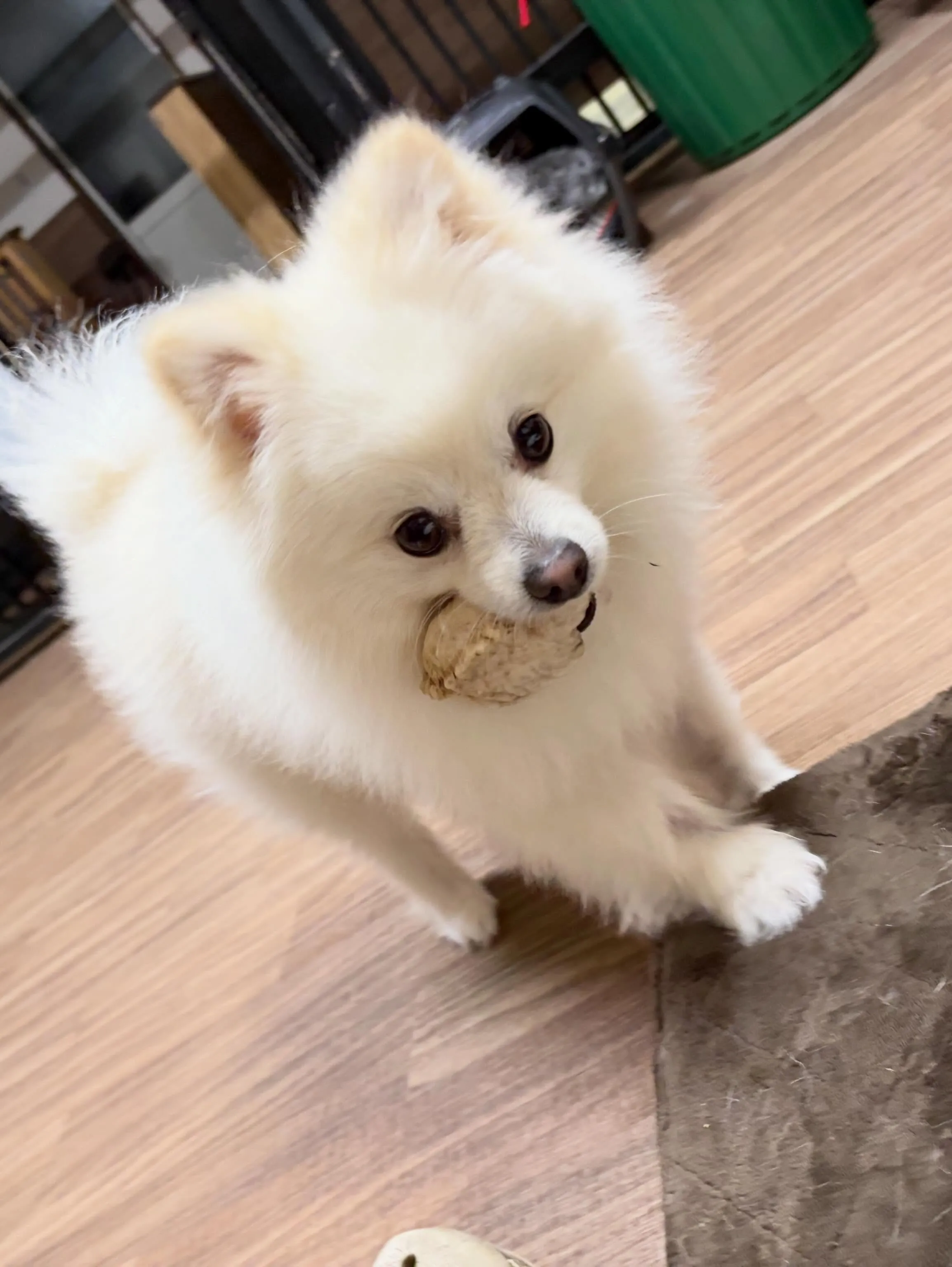 先月アップしきれなかったトリミングわんこさんたち✂️