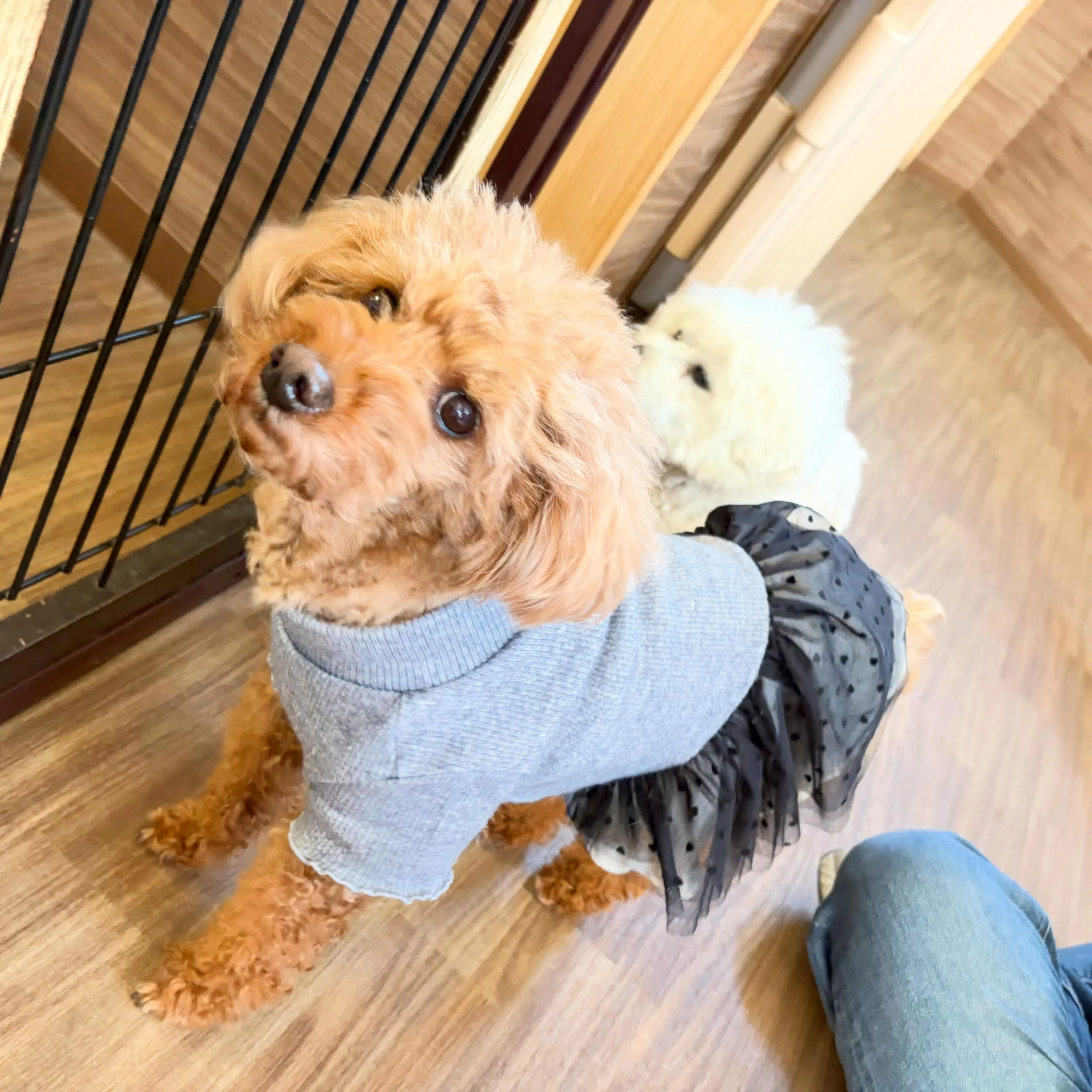 入会してくれたノアちゃんです🌟