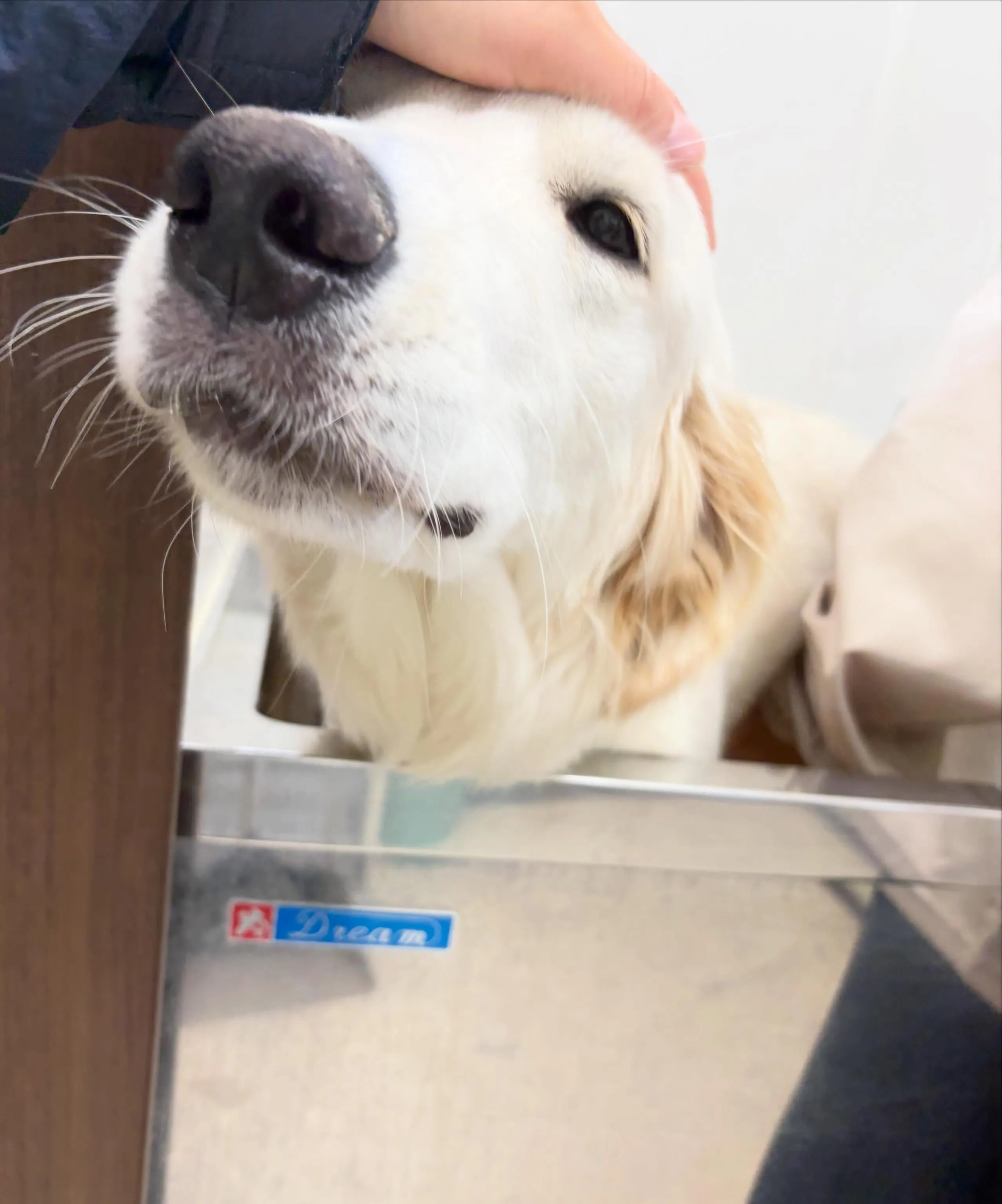 先月アップしきれなかったお手入れわんこさんたち🌟