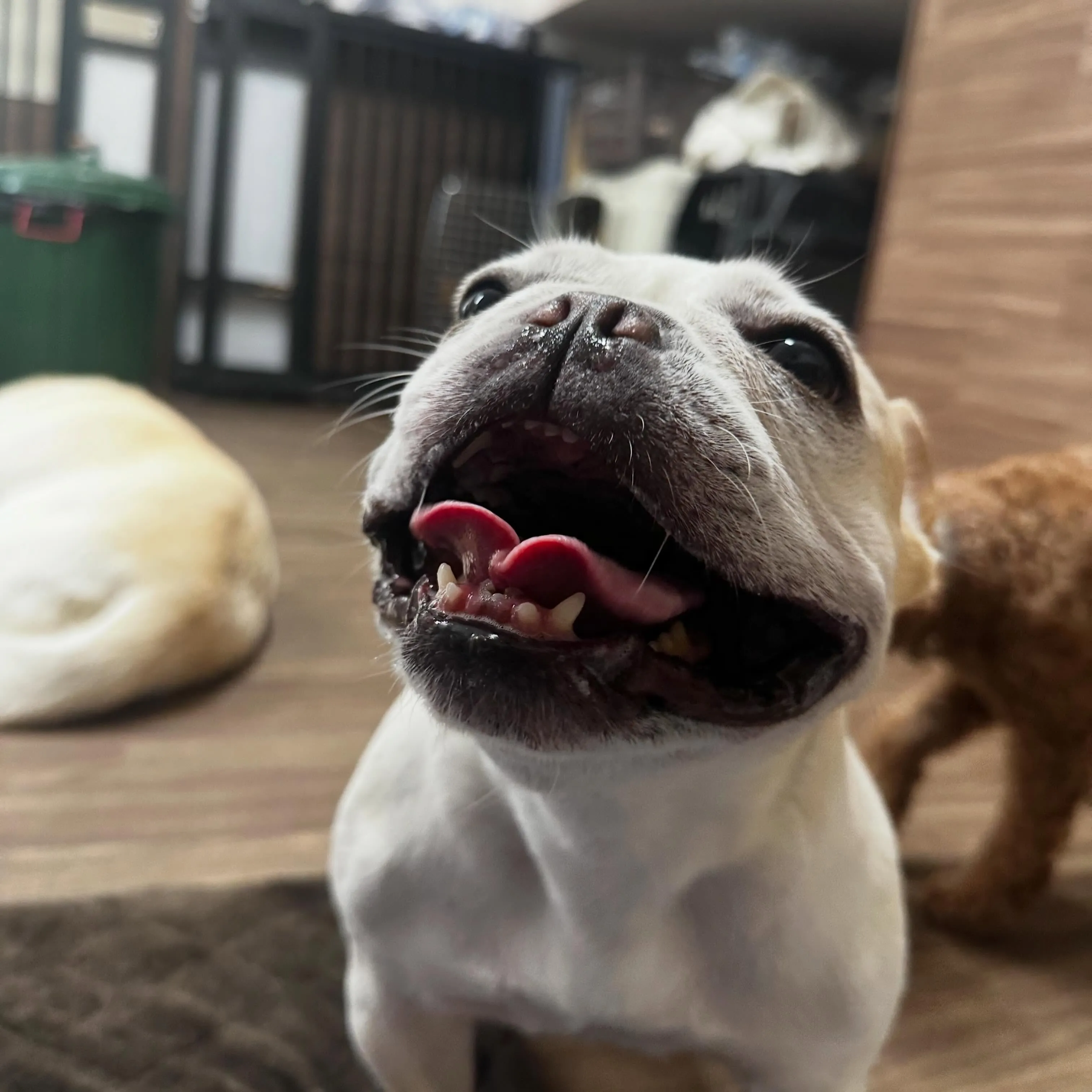 入会してくれたつくねちゃんです💖