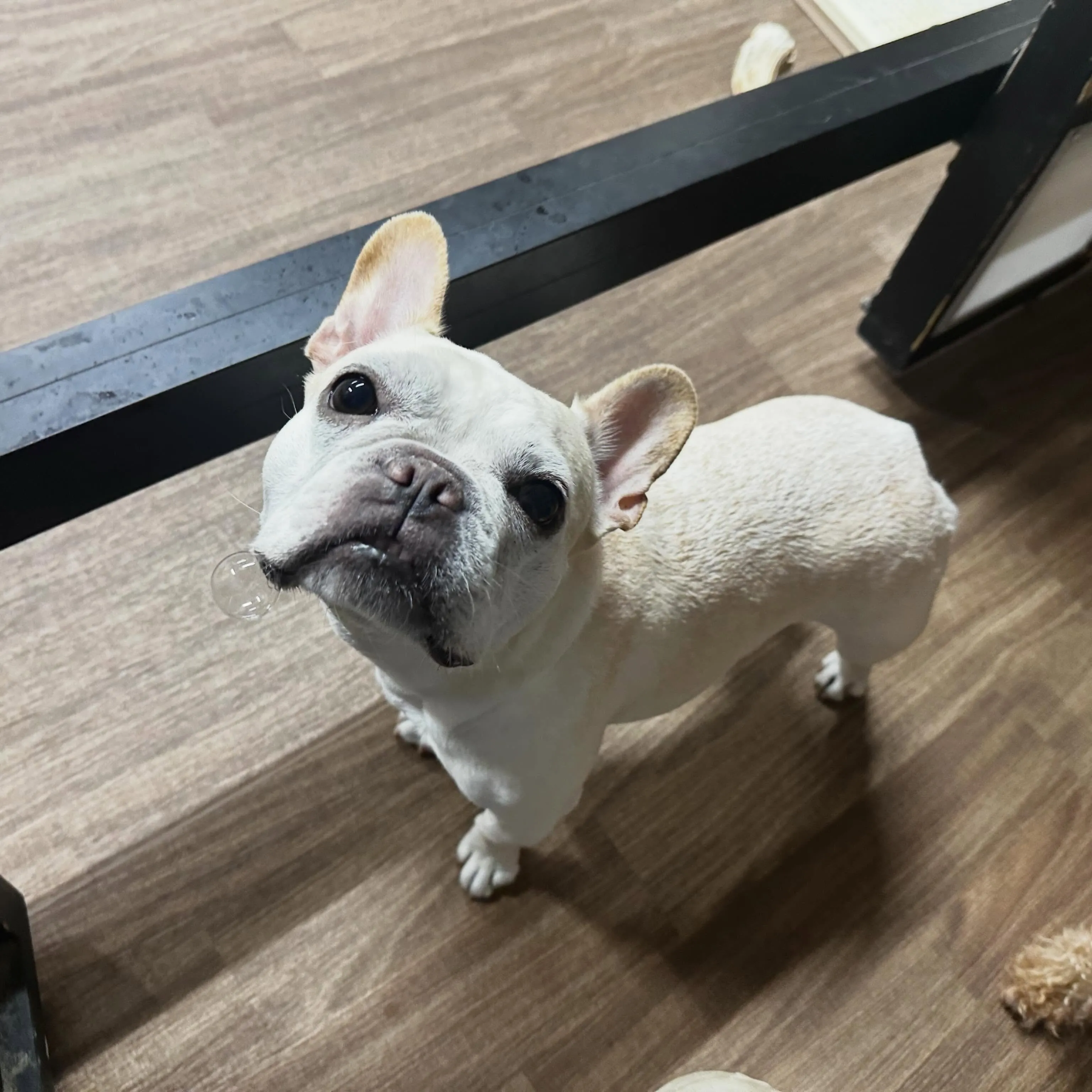 入会してくれたつくねちゃんです💖