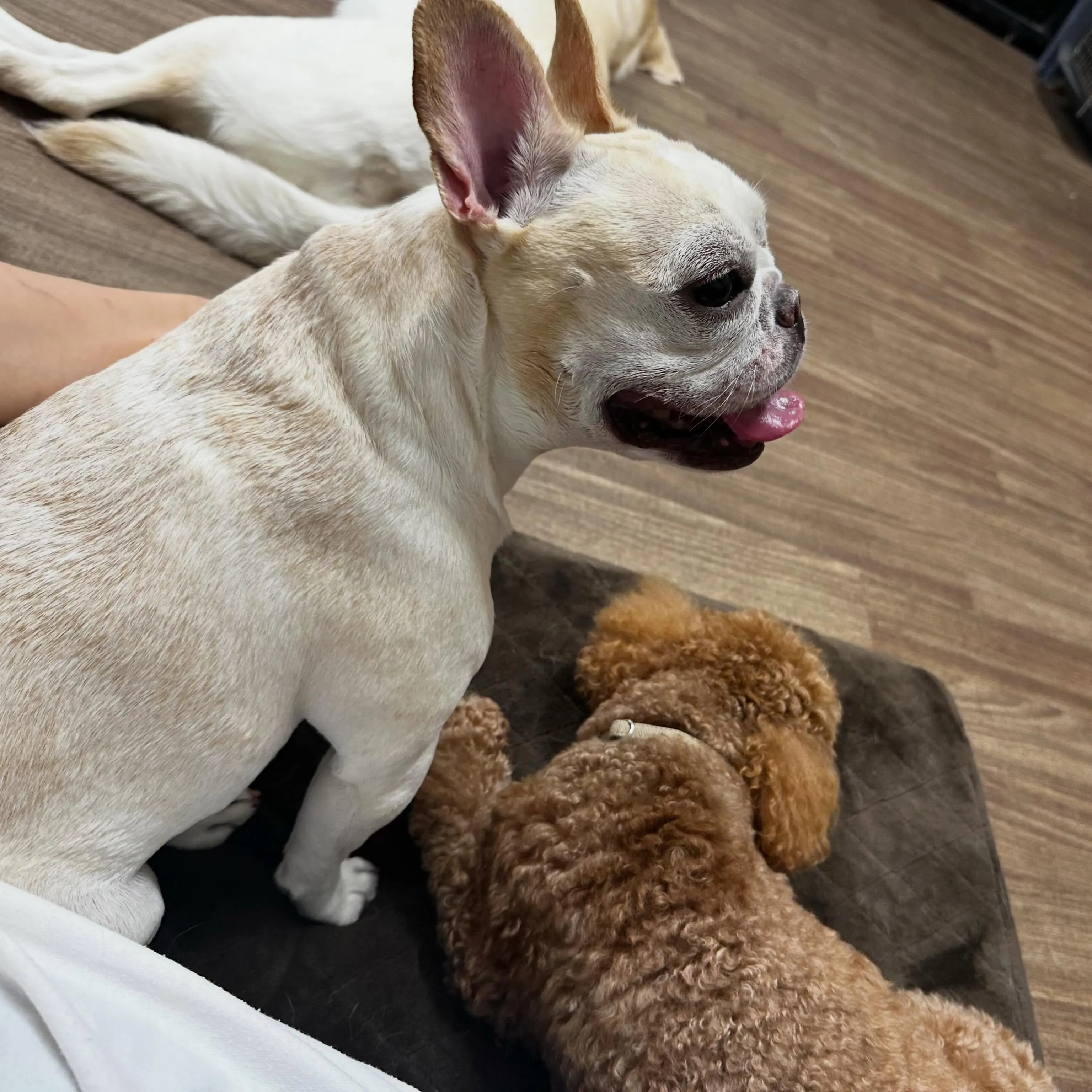 入会してくれたつくねちゃんです💖