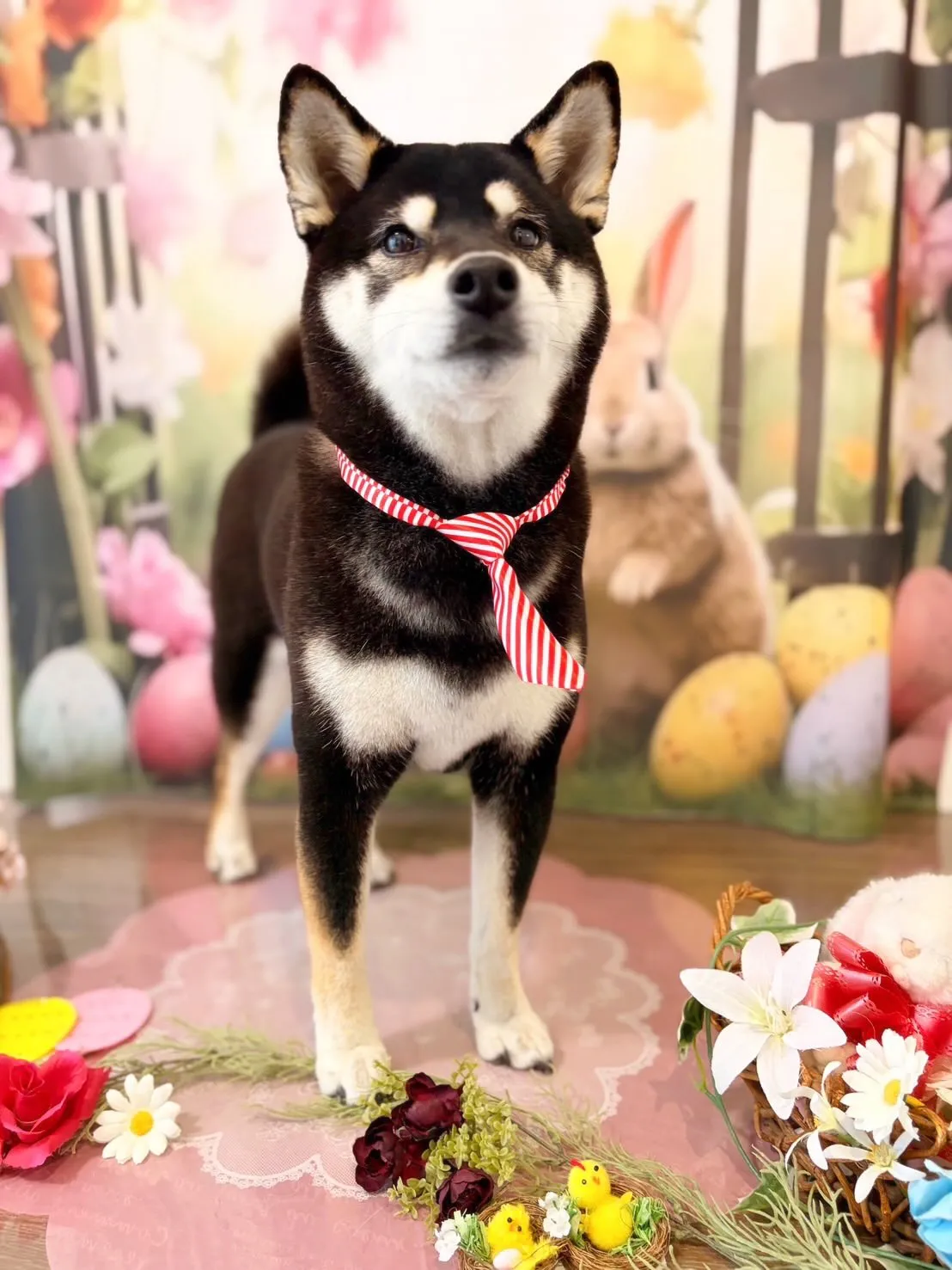 先月アップしきれなかったお手入れわんこたちです✂️