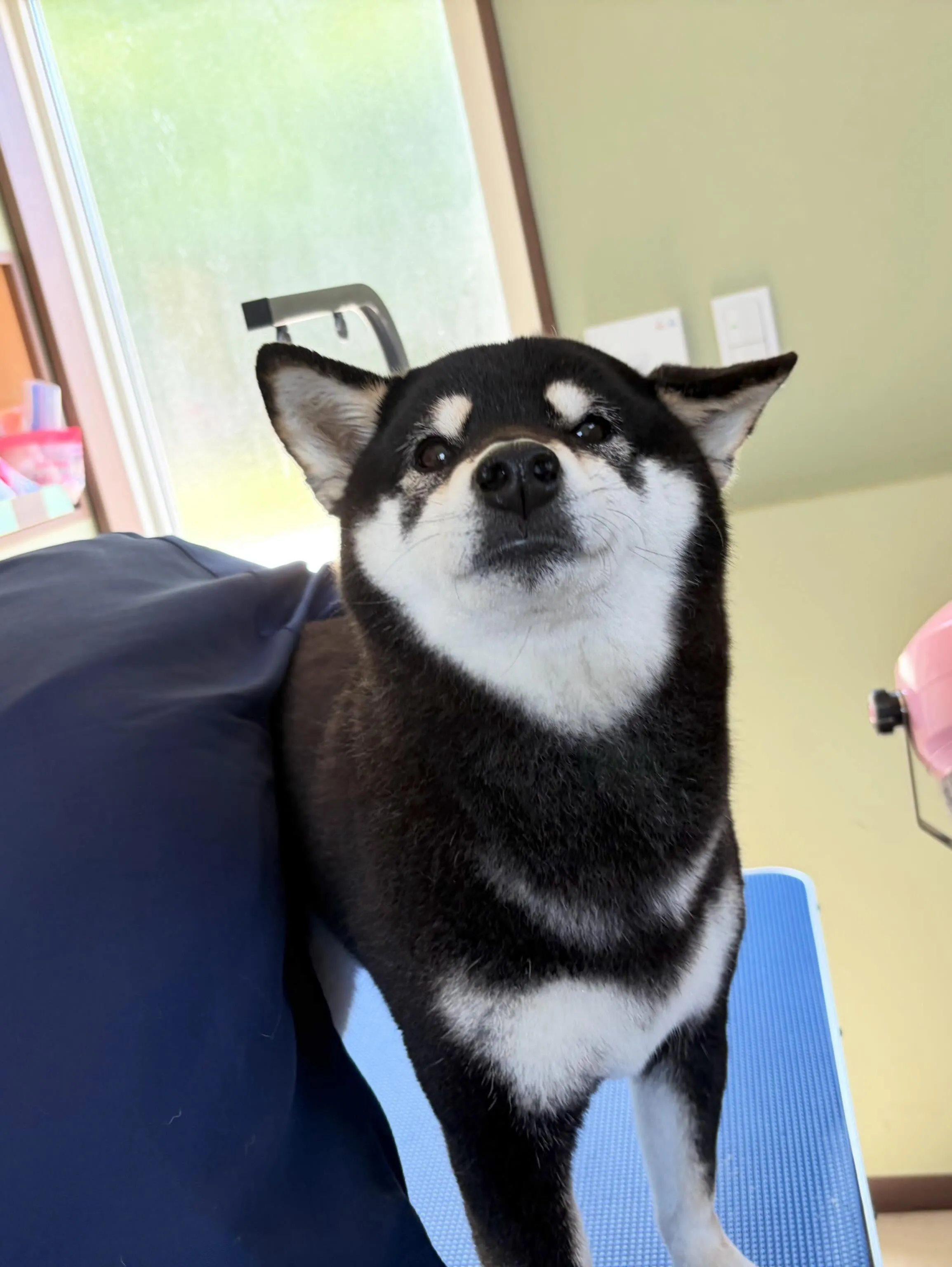 先月アップしきれなかったお手入れわんこたちです✂️