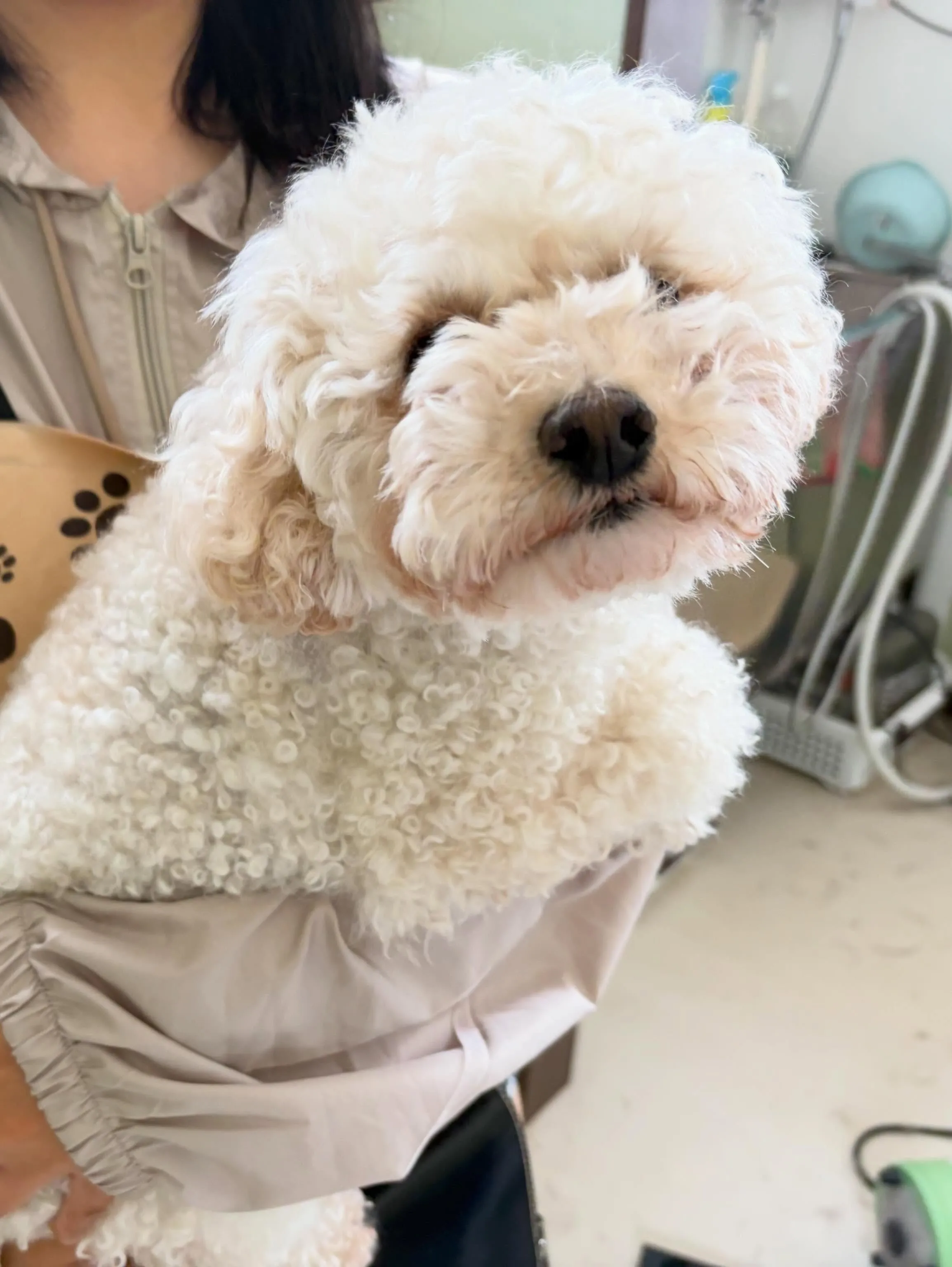 先月アップしきれなかったお手入れわんこたちです✂️
