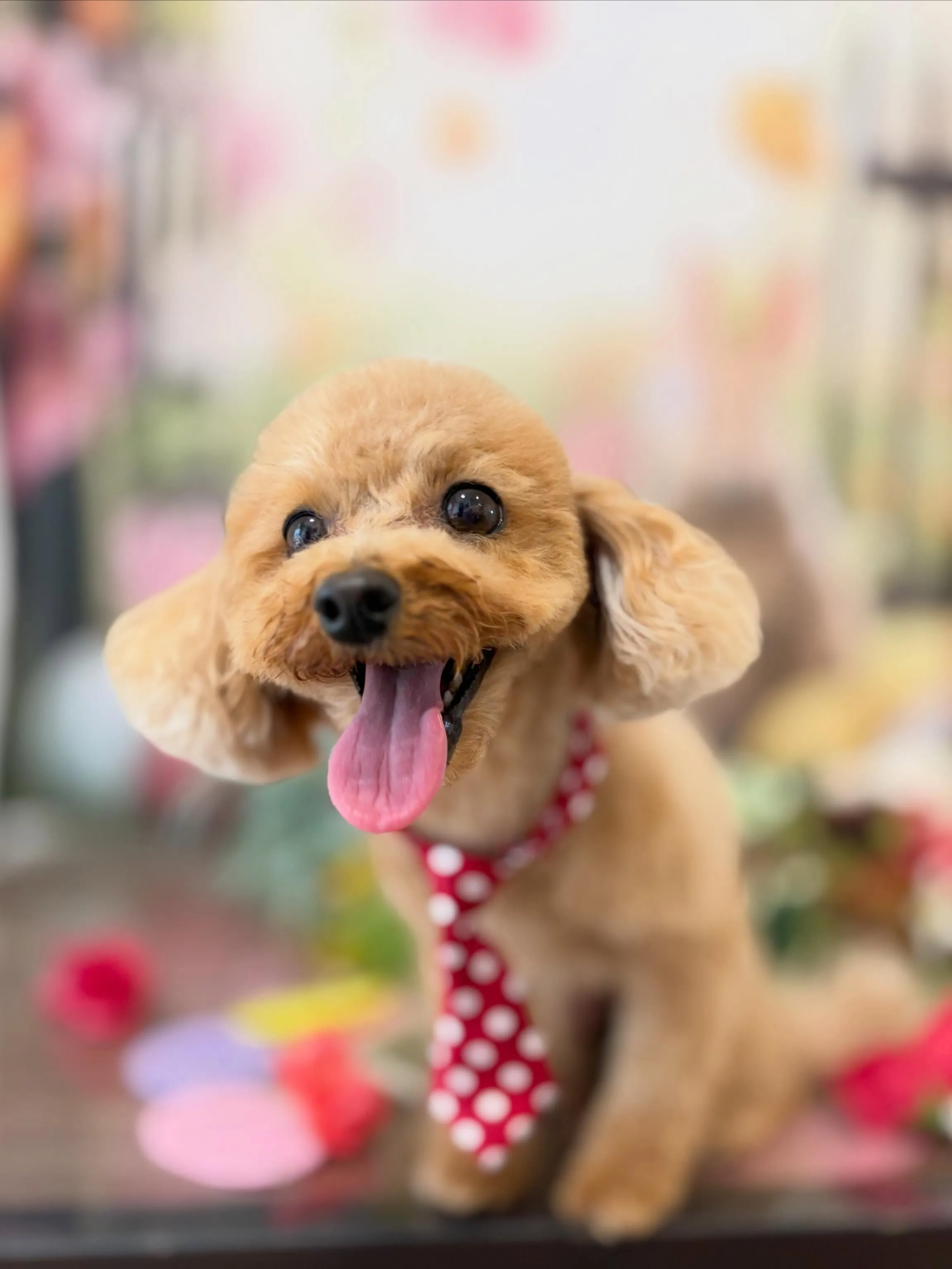 先月アップしきれなかったトリミングわんこの最終投稿です❣️