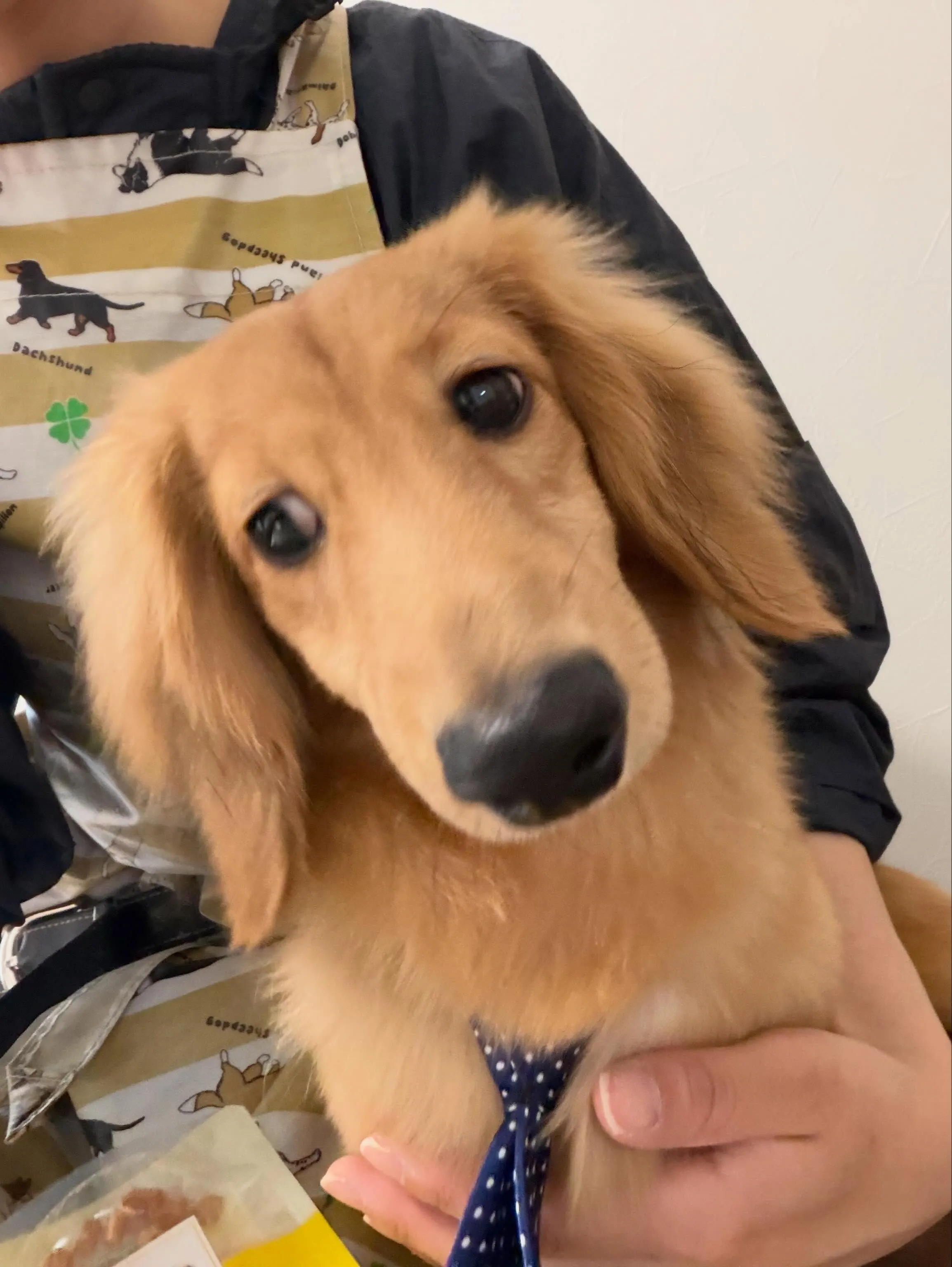 先月アップしきれなかったトリミングわんこの最終投稿です❣️