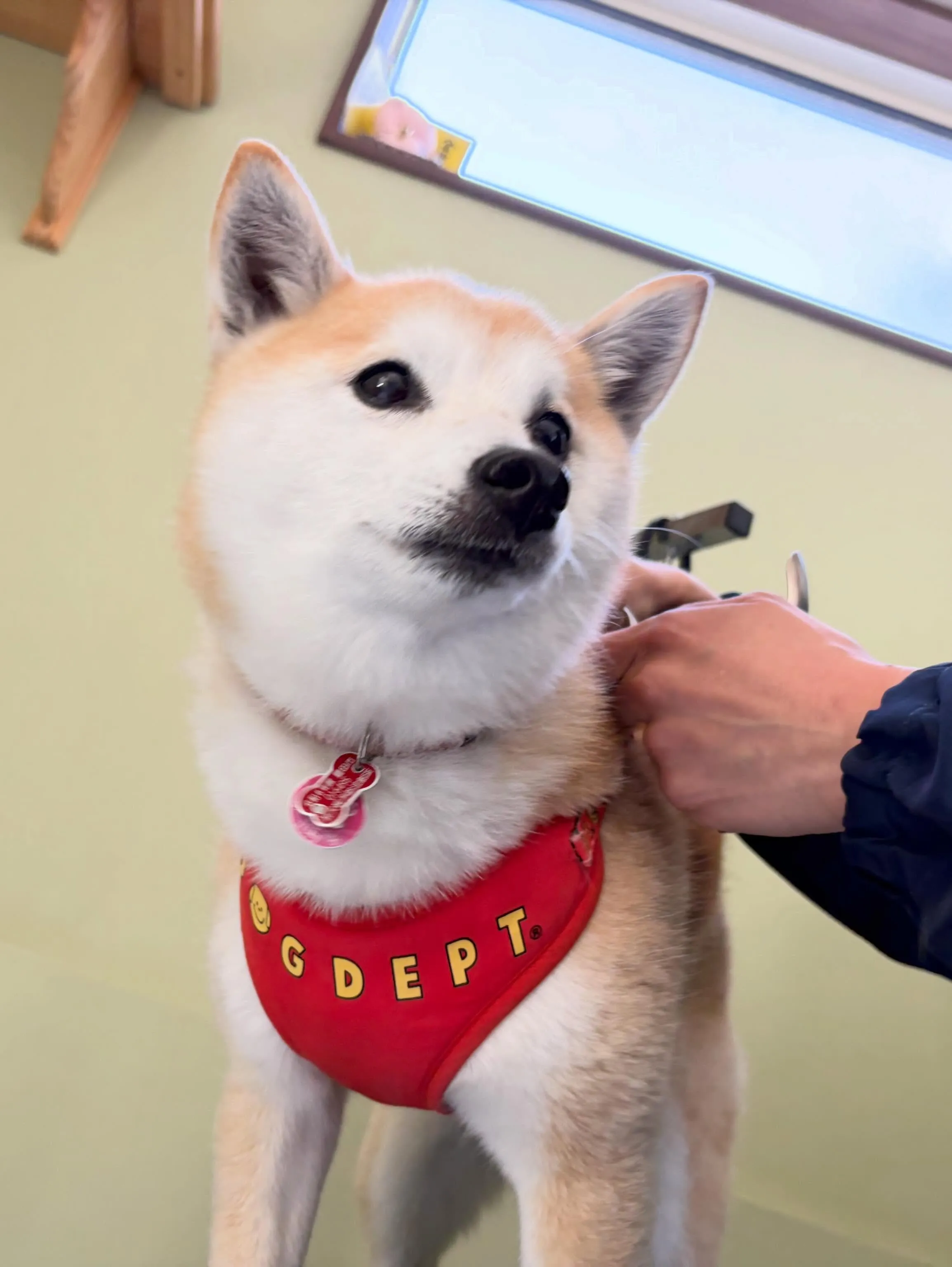 先月アップしきれなかったトリミングわんこの最終投稿です❣️