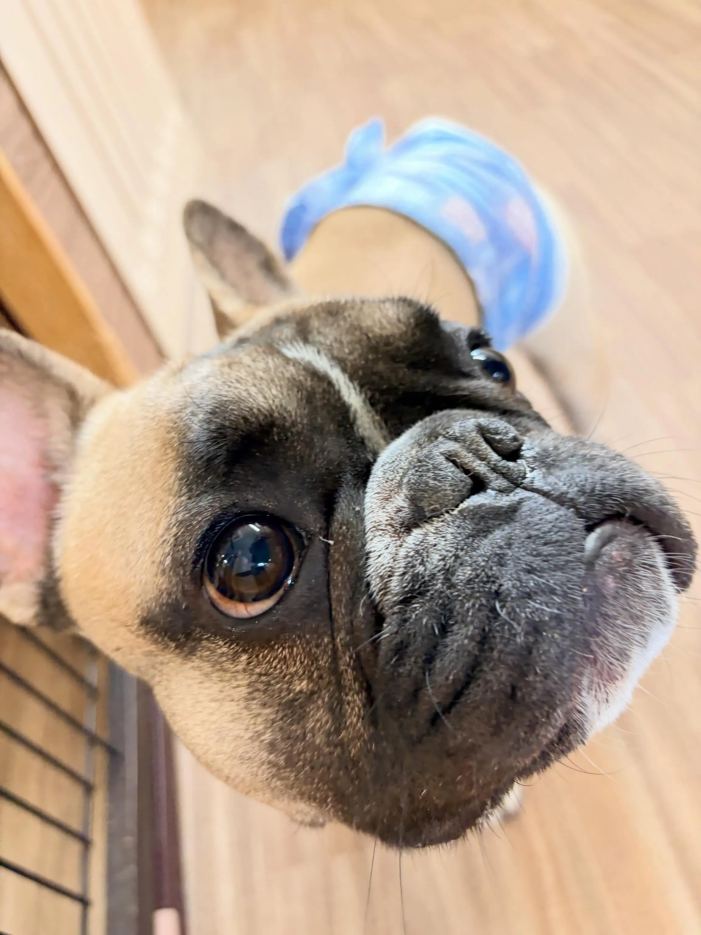 先月アップしきれなかったトリミングわんこの最終投稿です❣️