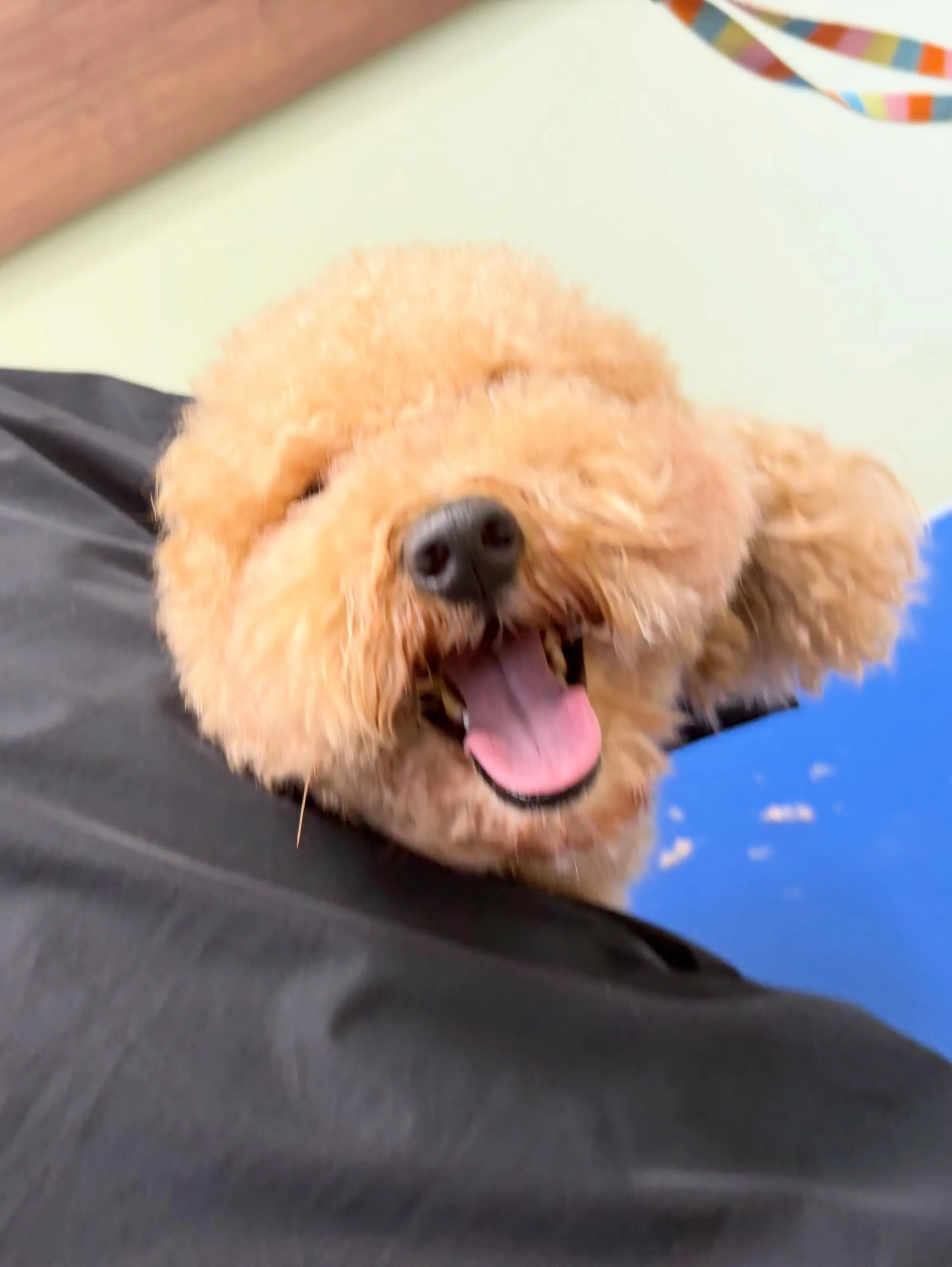 トリミングのセットメニューをご利用頂いたわんこさんです🎶