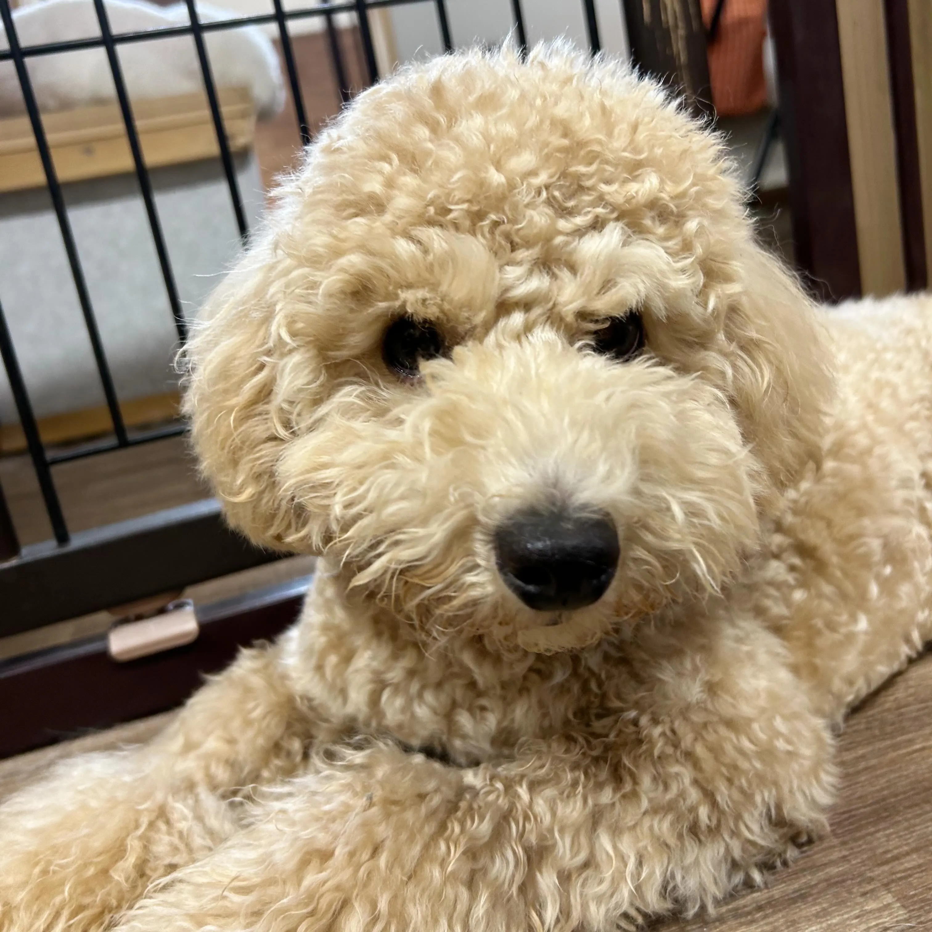 入会してくれたロイくんです🎶