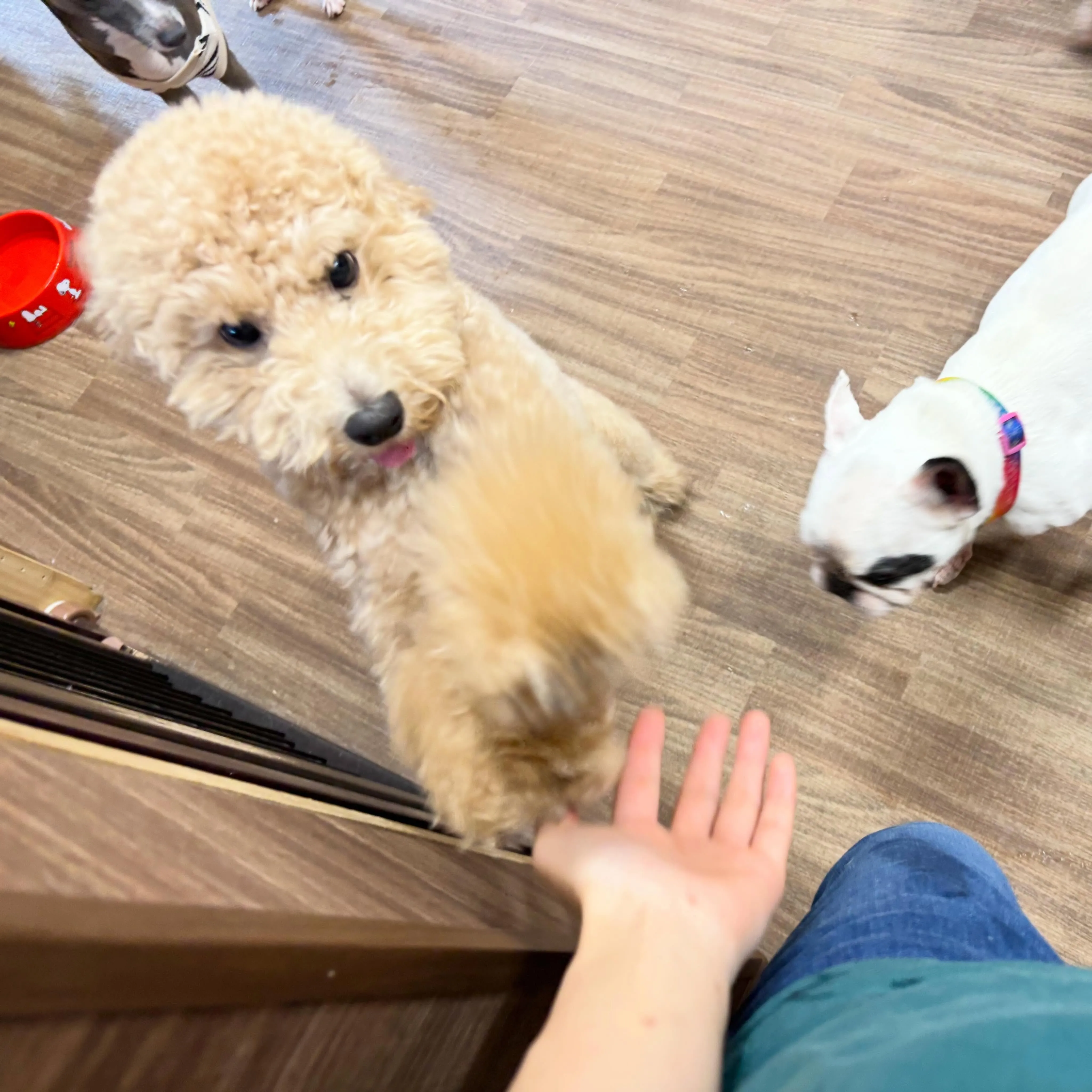 入会してくれたロイくんです🎶