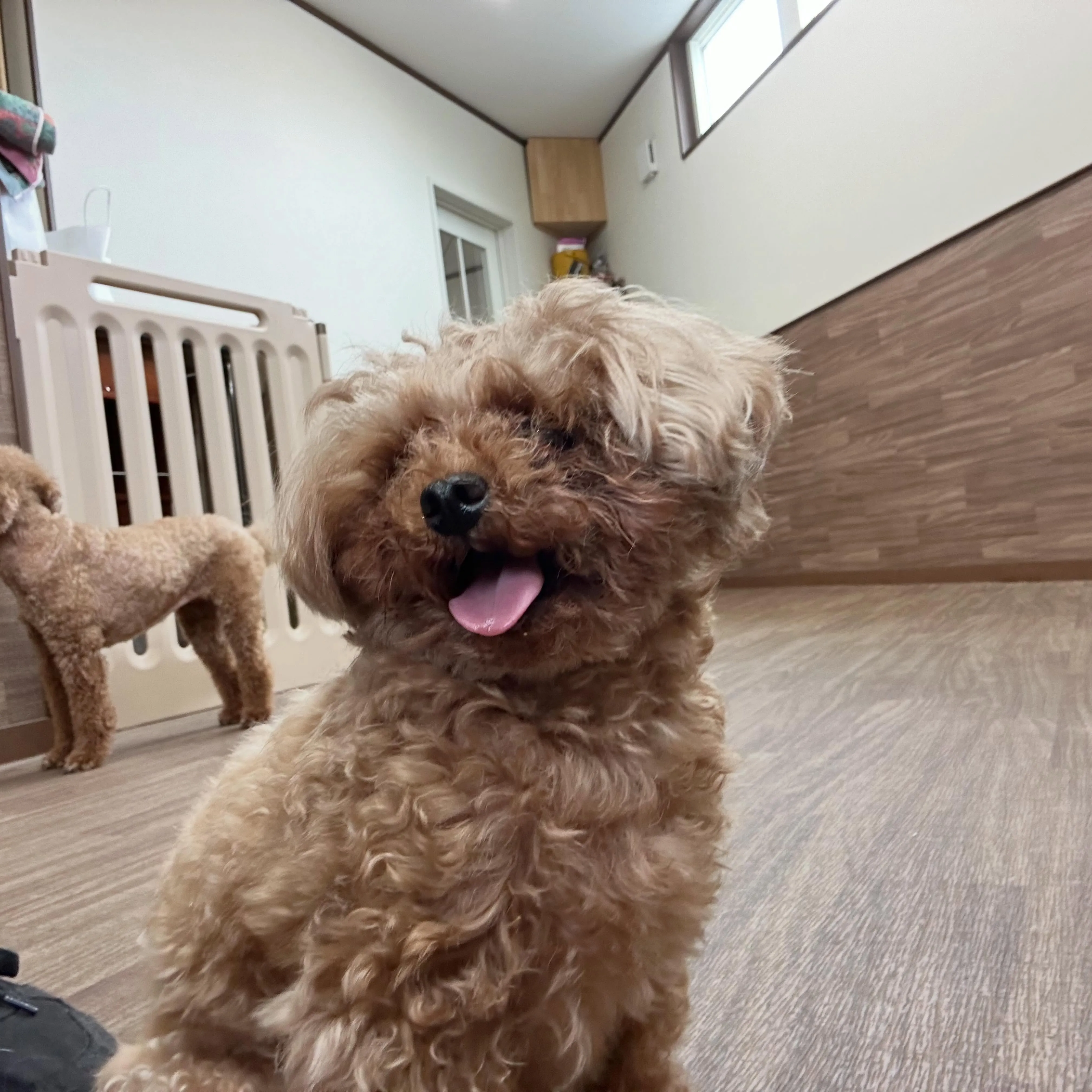入会してくれたラテちゃんです💕