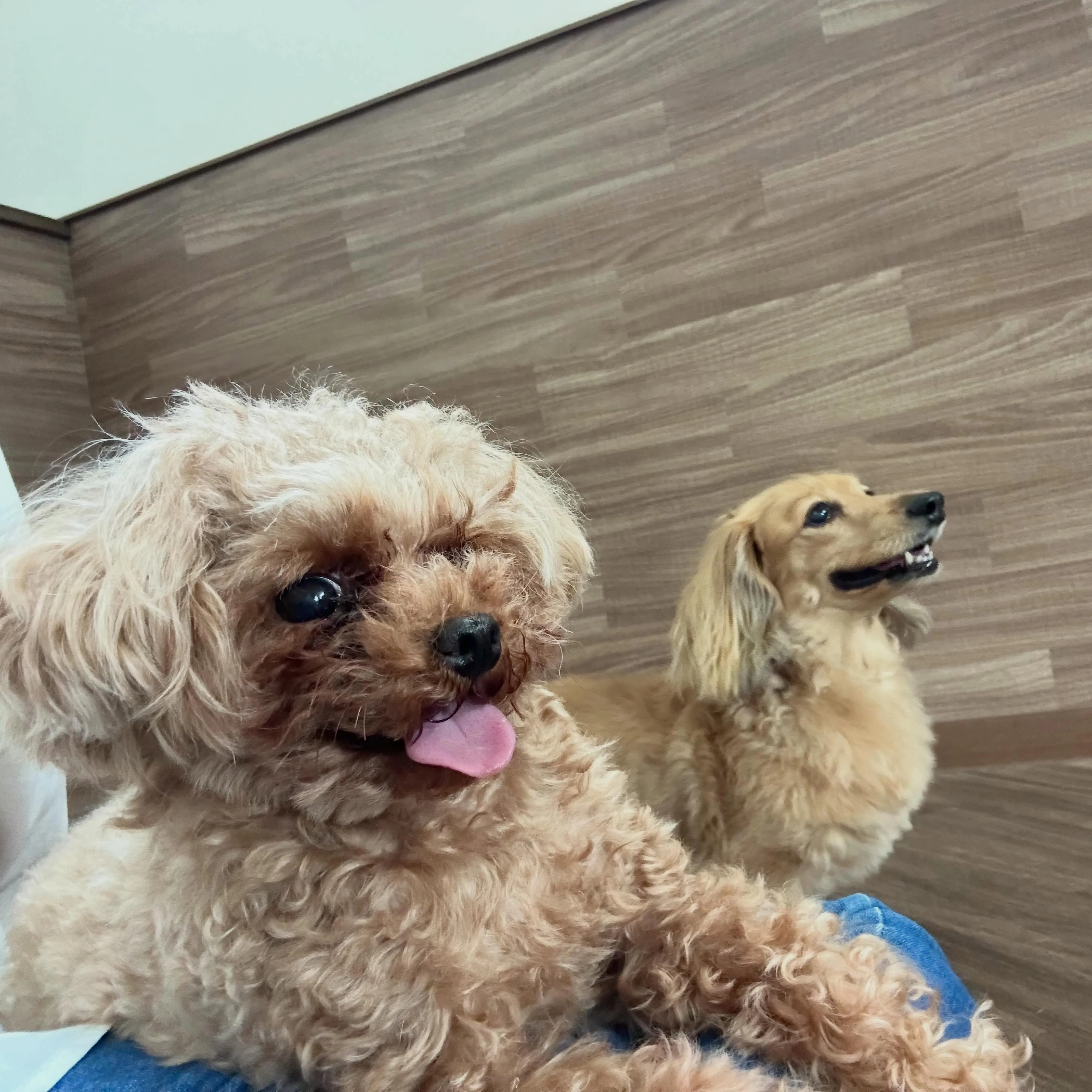 入会してくれたラテちゃんです💕