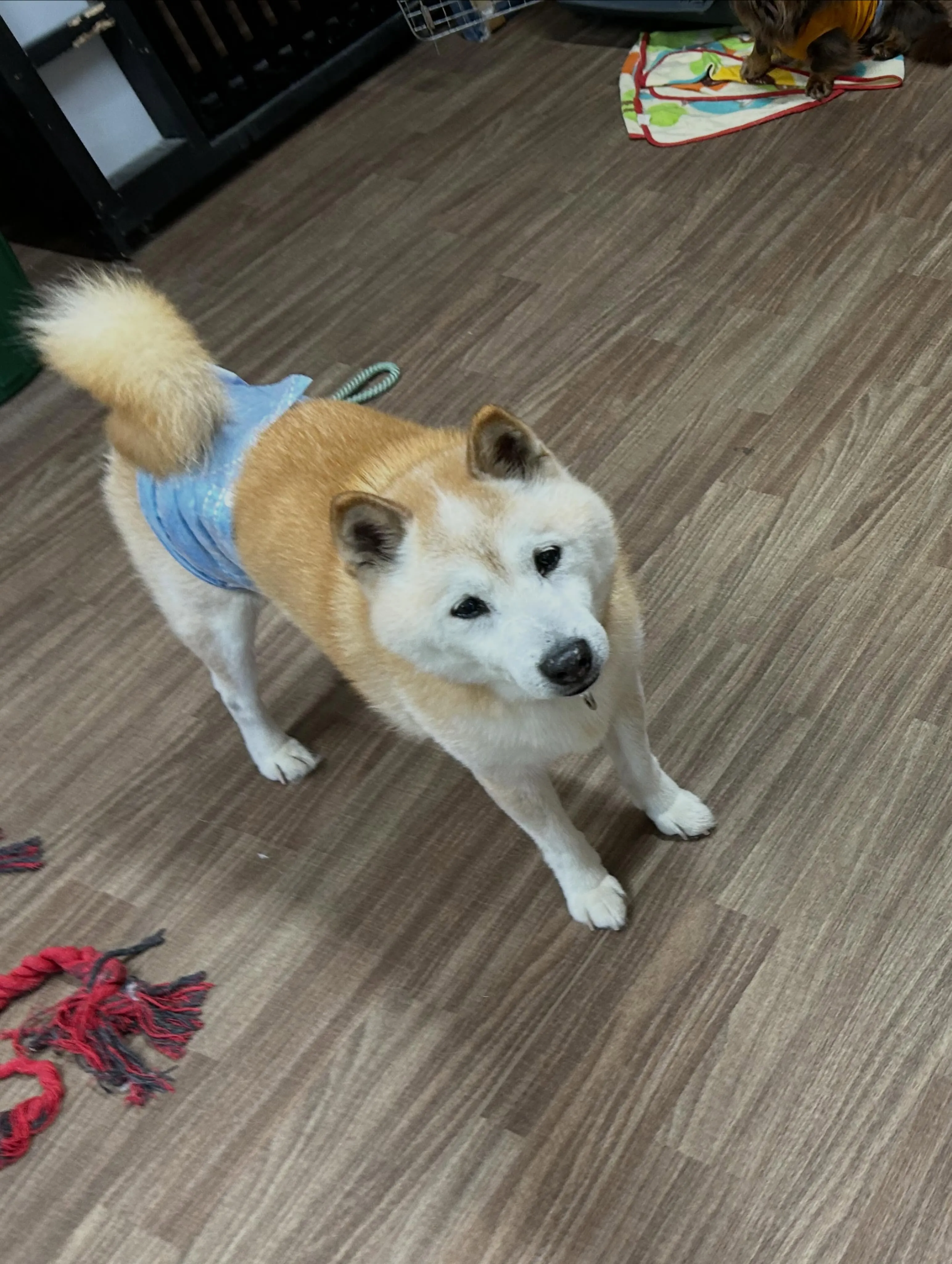トリミングのセットメニューをご利用頂いたわんこたちです🎶