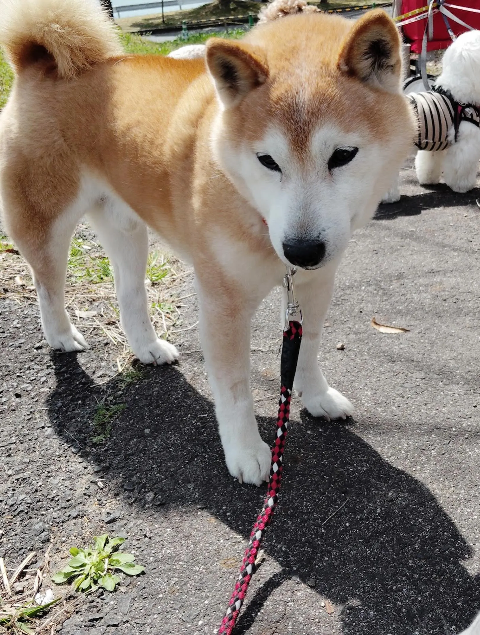 トリミングのセットメニューをご利用頂いたわんこたちです🎶
