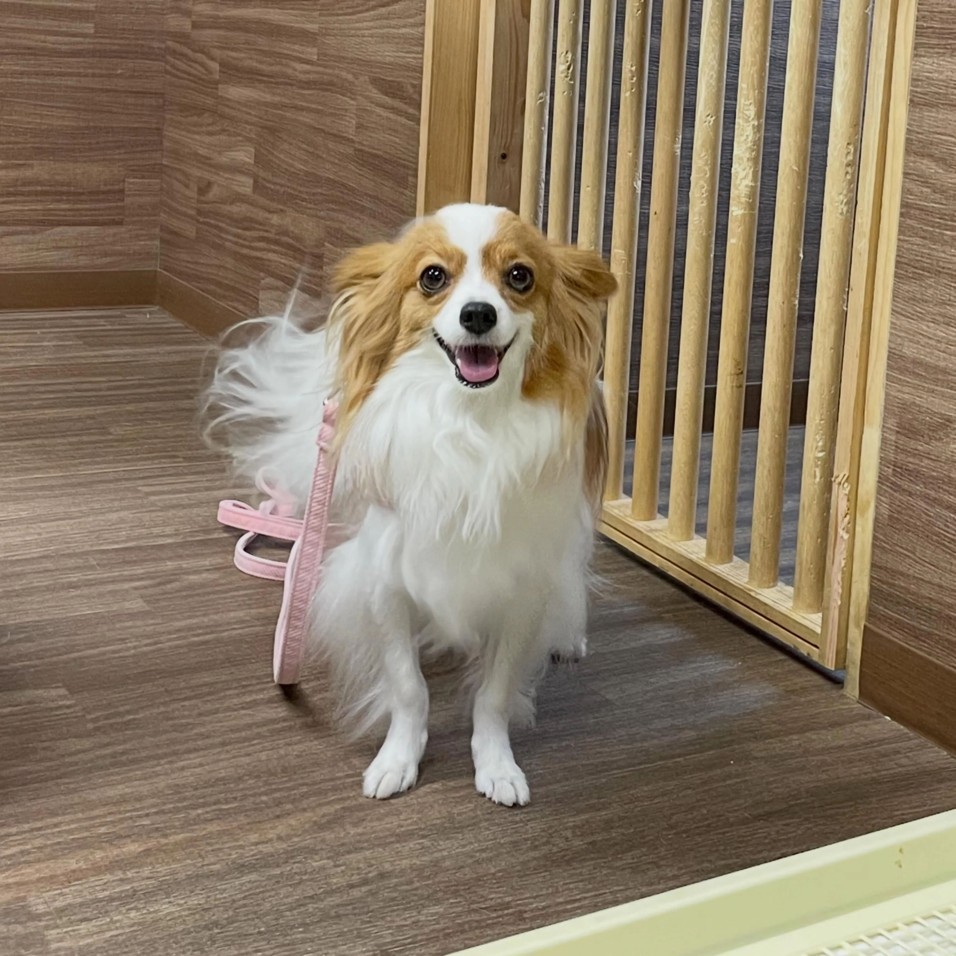 入会してくれたみゆちゃんです🎶