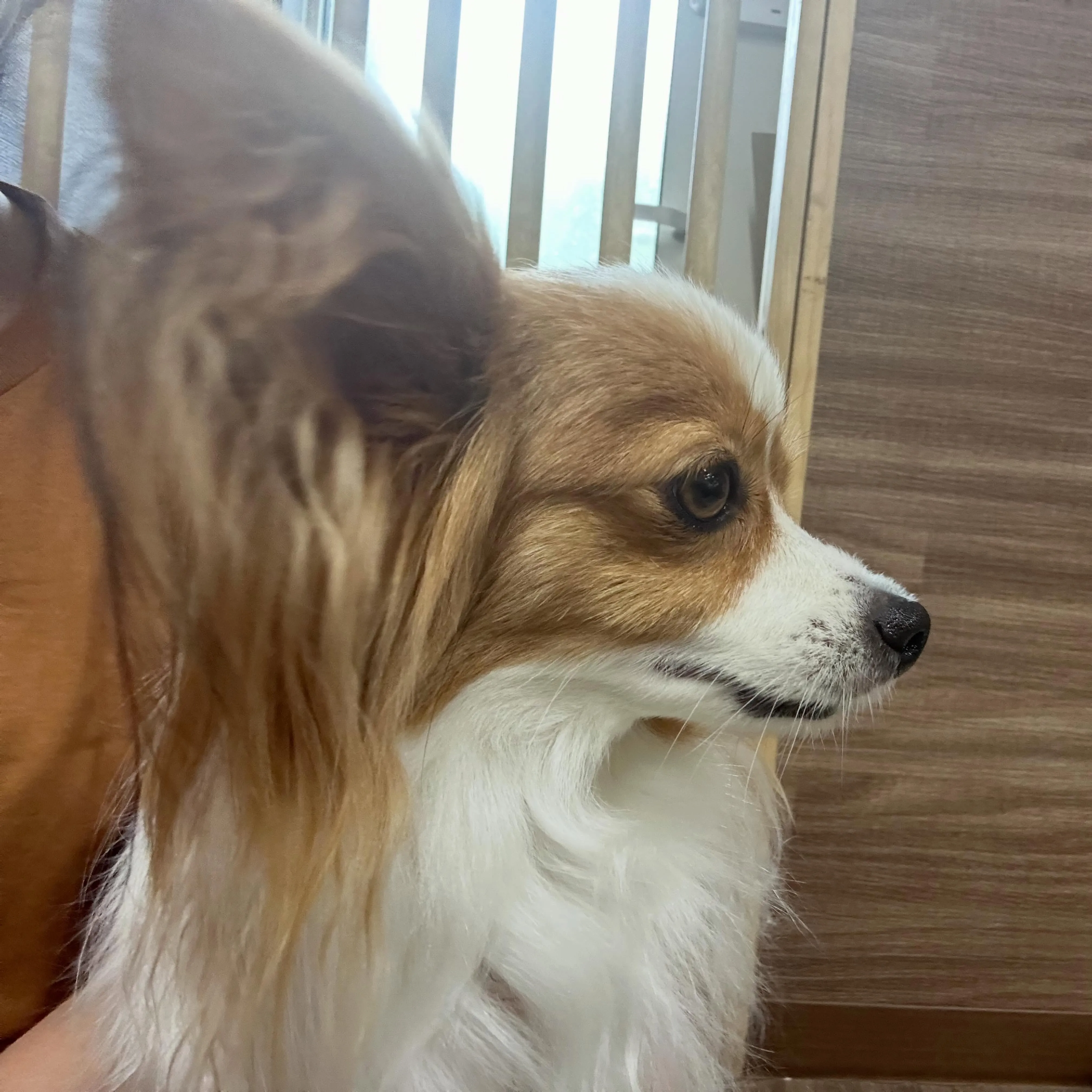 入会してくれたみゆちゃんです🎶