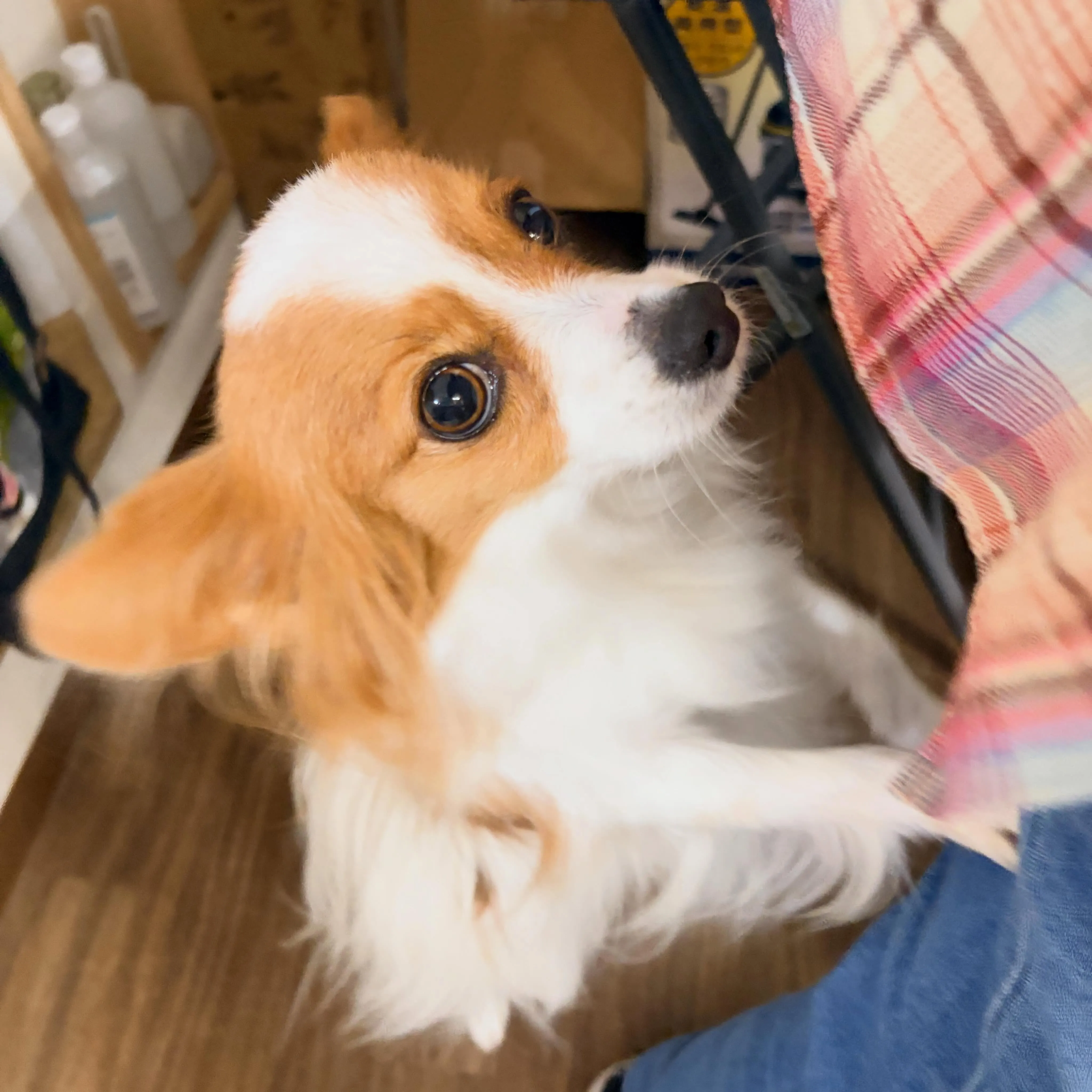 入会してくれたみゆちゃんです🎶