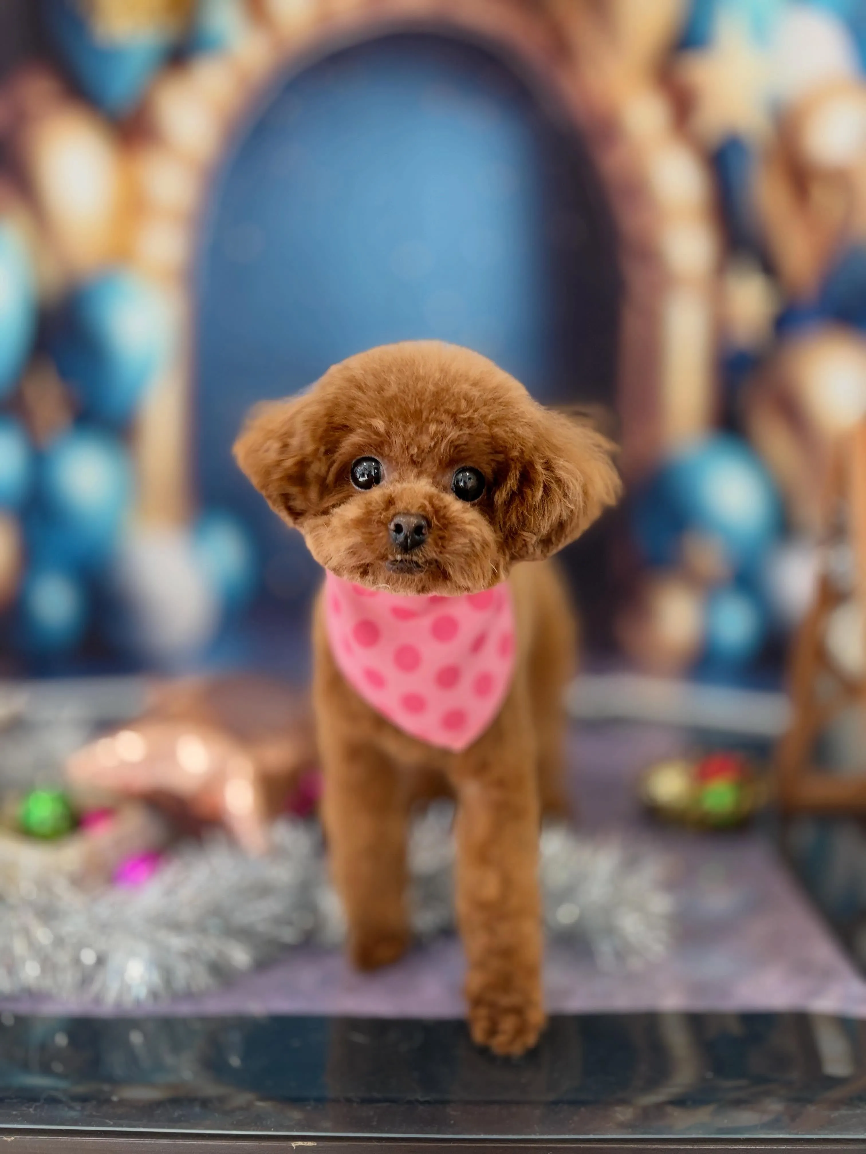 トリミングのセットメニューをご利用頂いたわんこたち💖