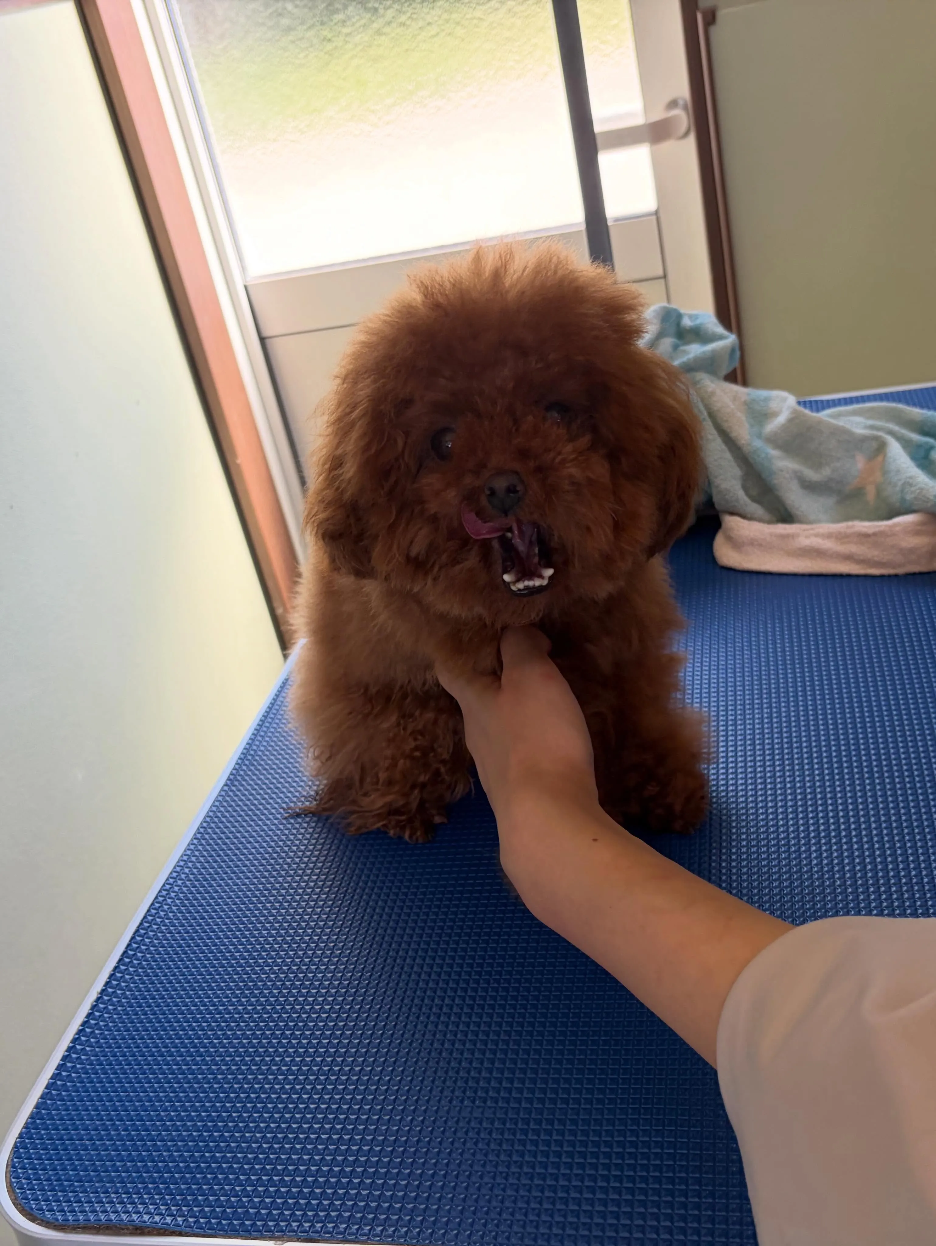 トリミングのセットメニューをご利用頂いたわんこたち💖