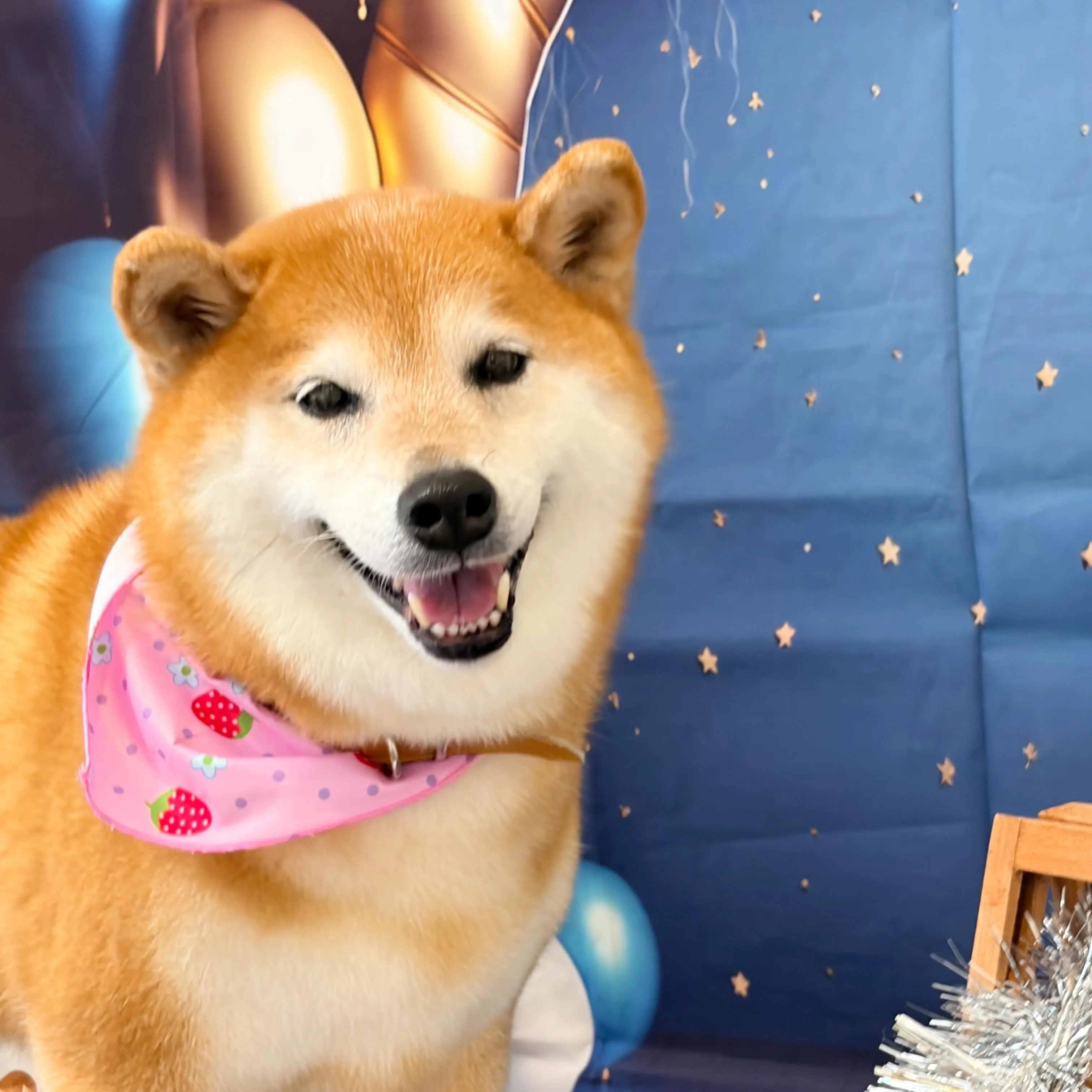 トリミングのセットメニューをご利用頂いたわんこたちです✨️