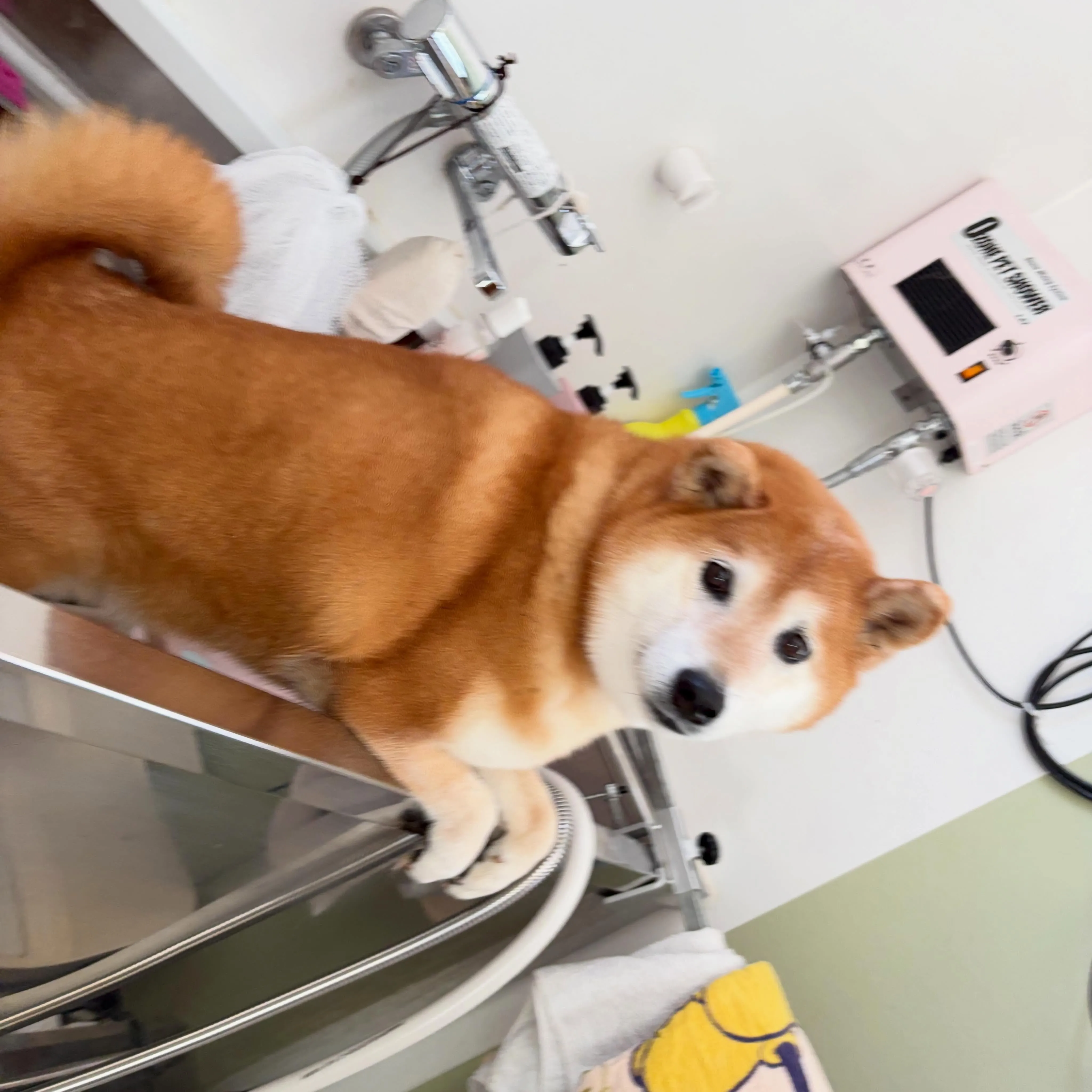 トリミングのセットメニューをご利用頂いたわんこたちです✨️