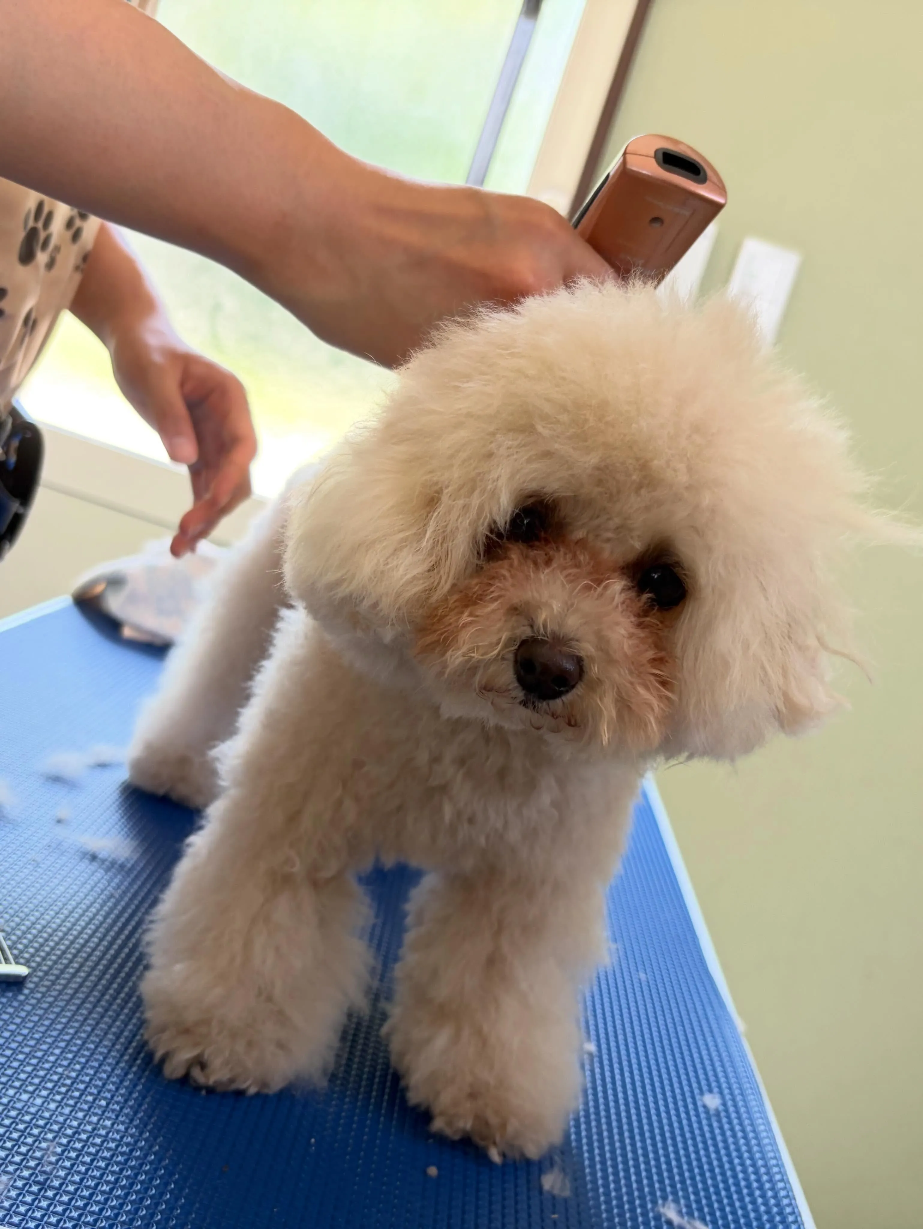 トリミングのセットメニューできてくれたわんこたち✂️