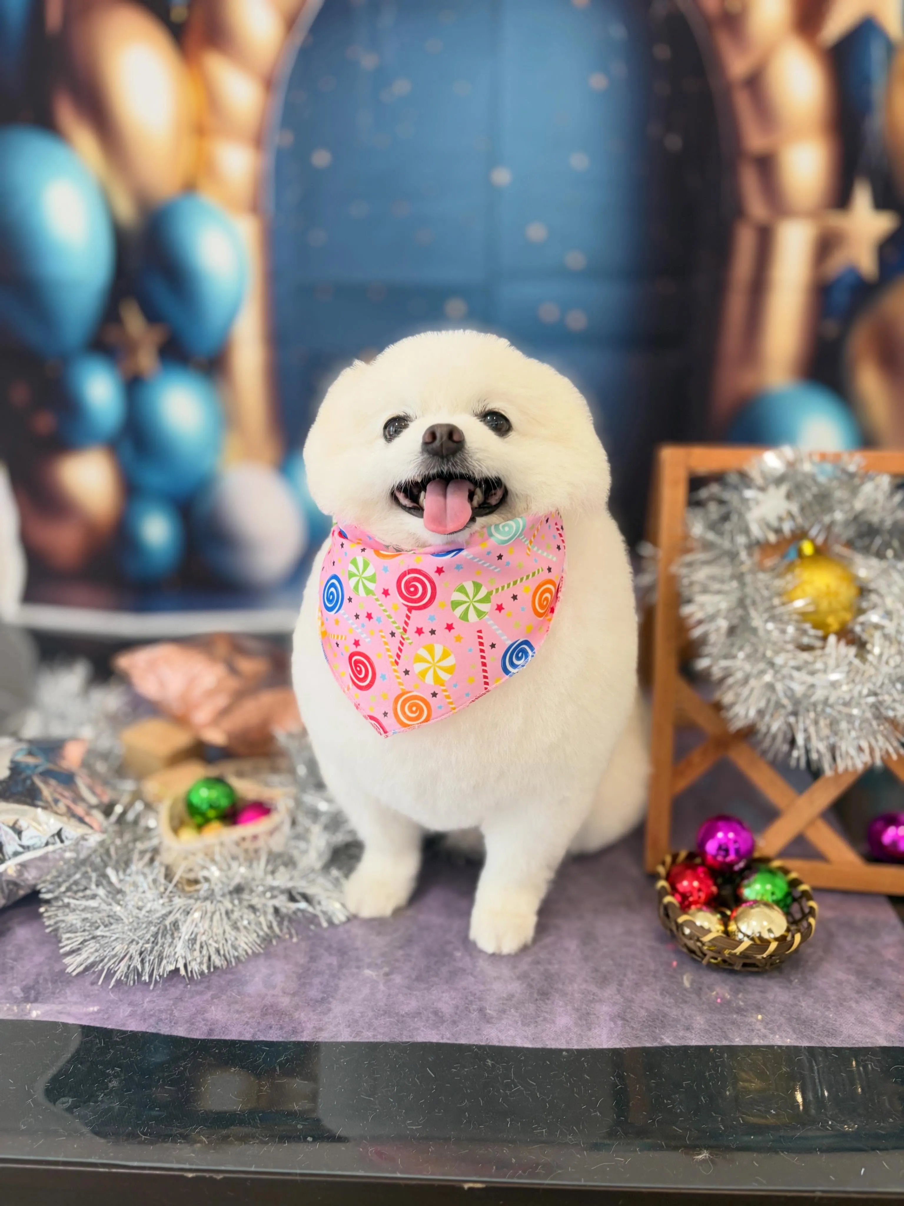 トリミングのセットメニューをご利用頂いたわんこさんです💖