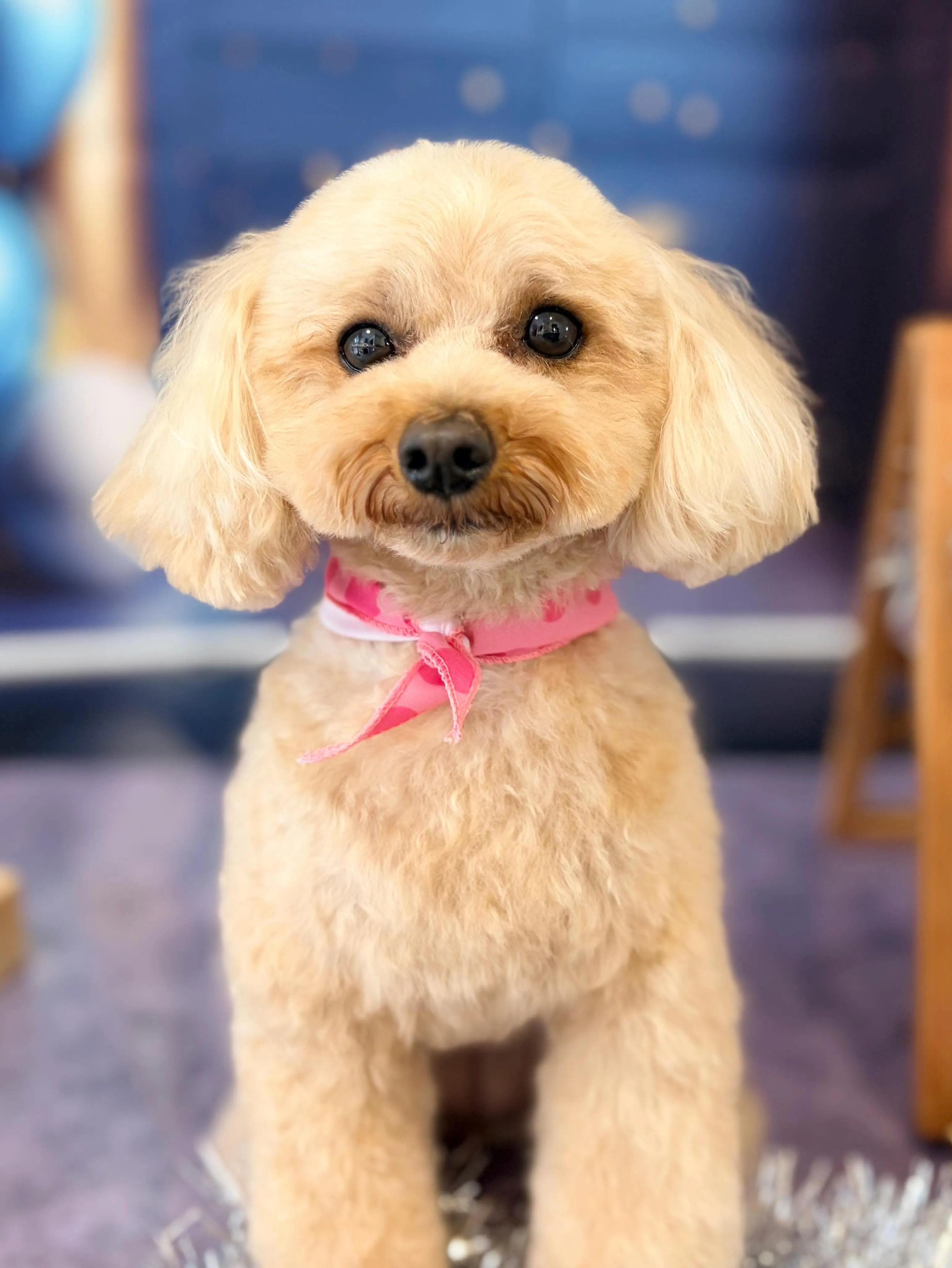 トリミングのセットメニューをご利用頂いたわんこさんです💖