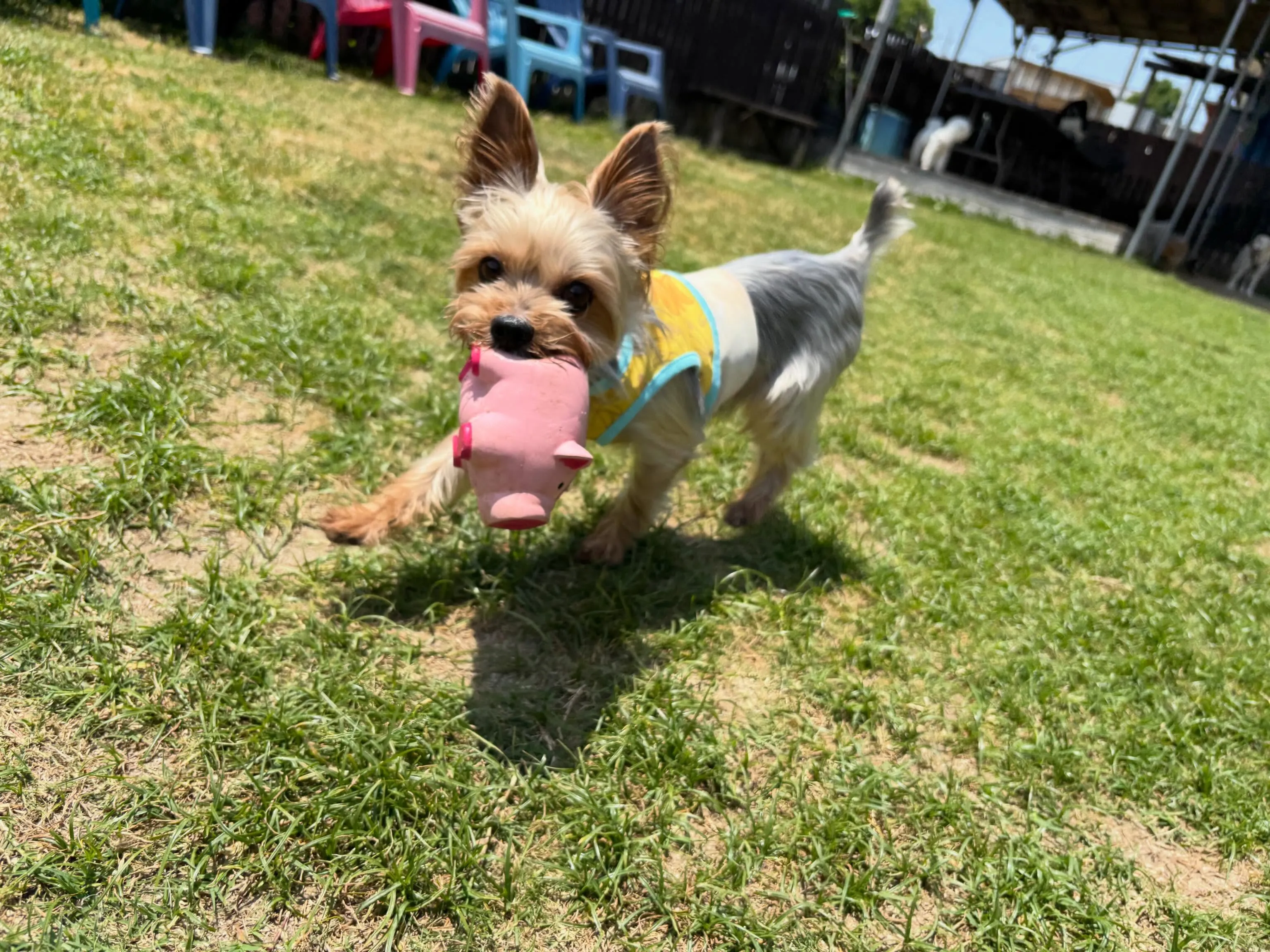 昨日･今日とドッグランイベント開催日でした🐕🐾