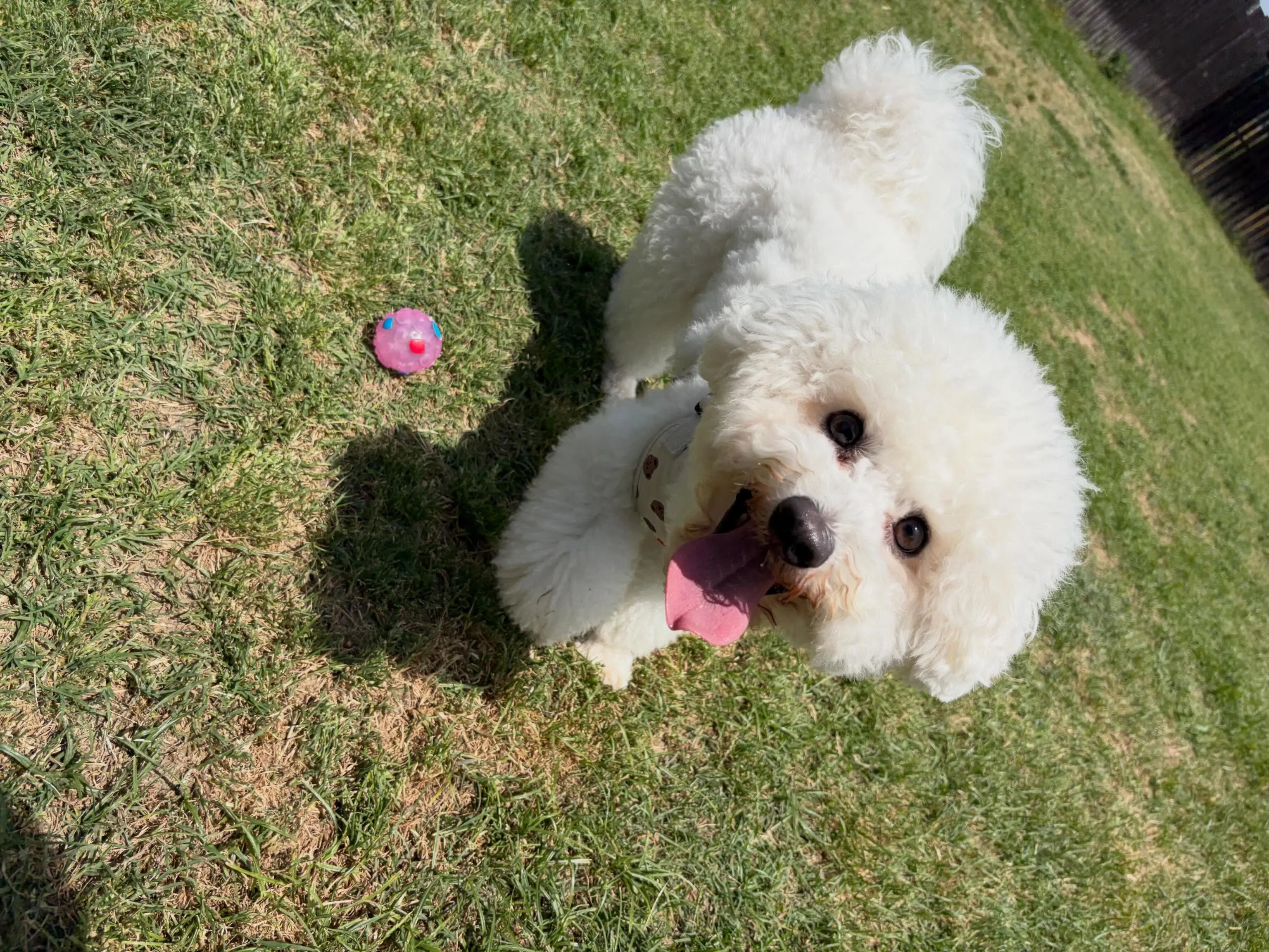 昨日・今日とドッグランイベント開催日でした🐕🐾