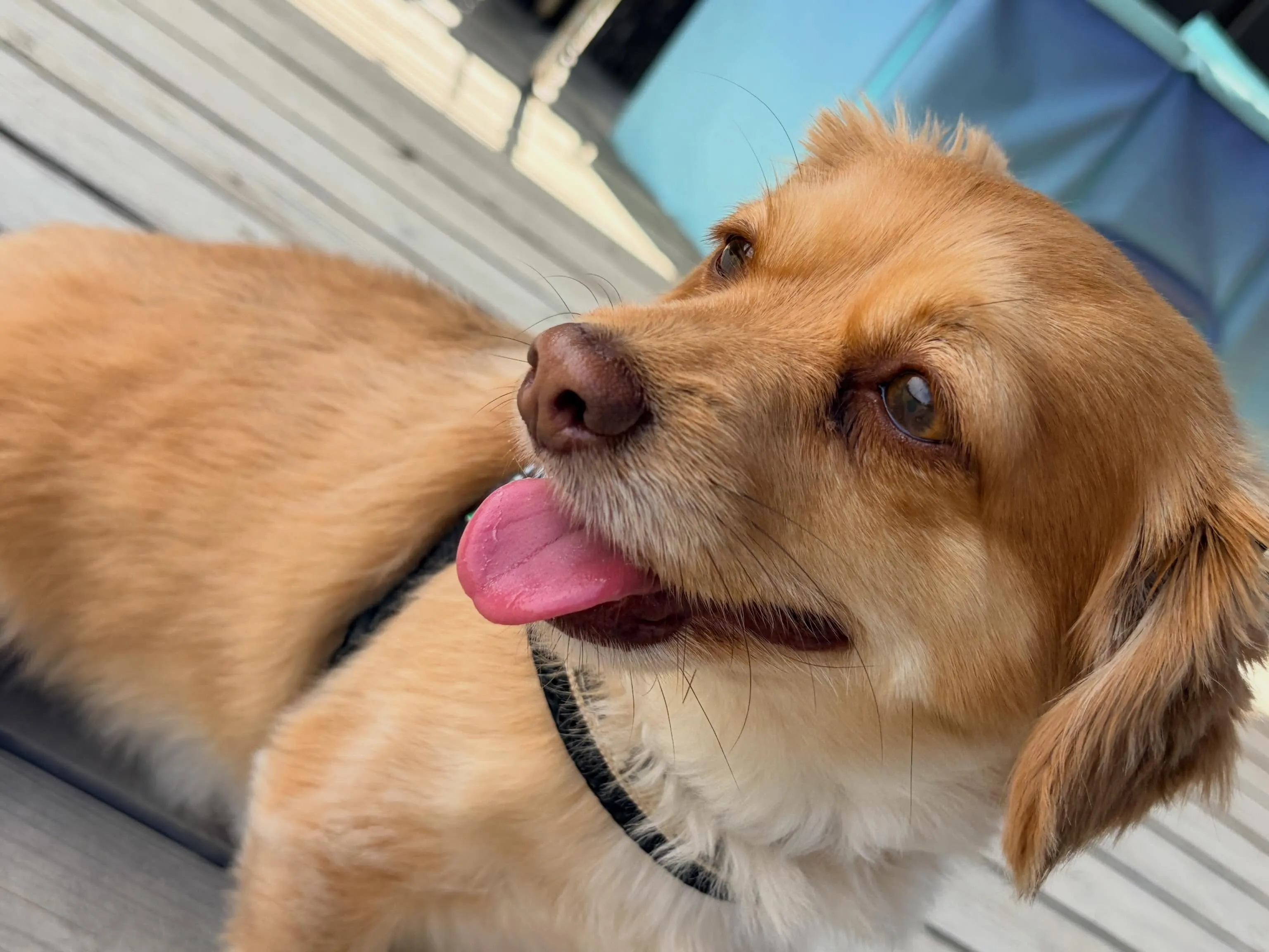 昨日・今日とドッグランイベント開催日でした🐕🐾