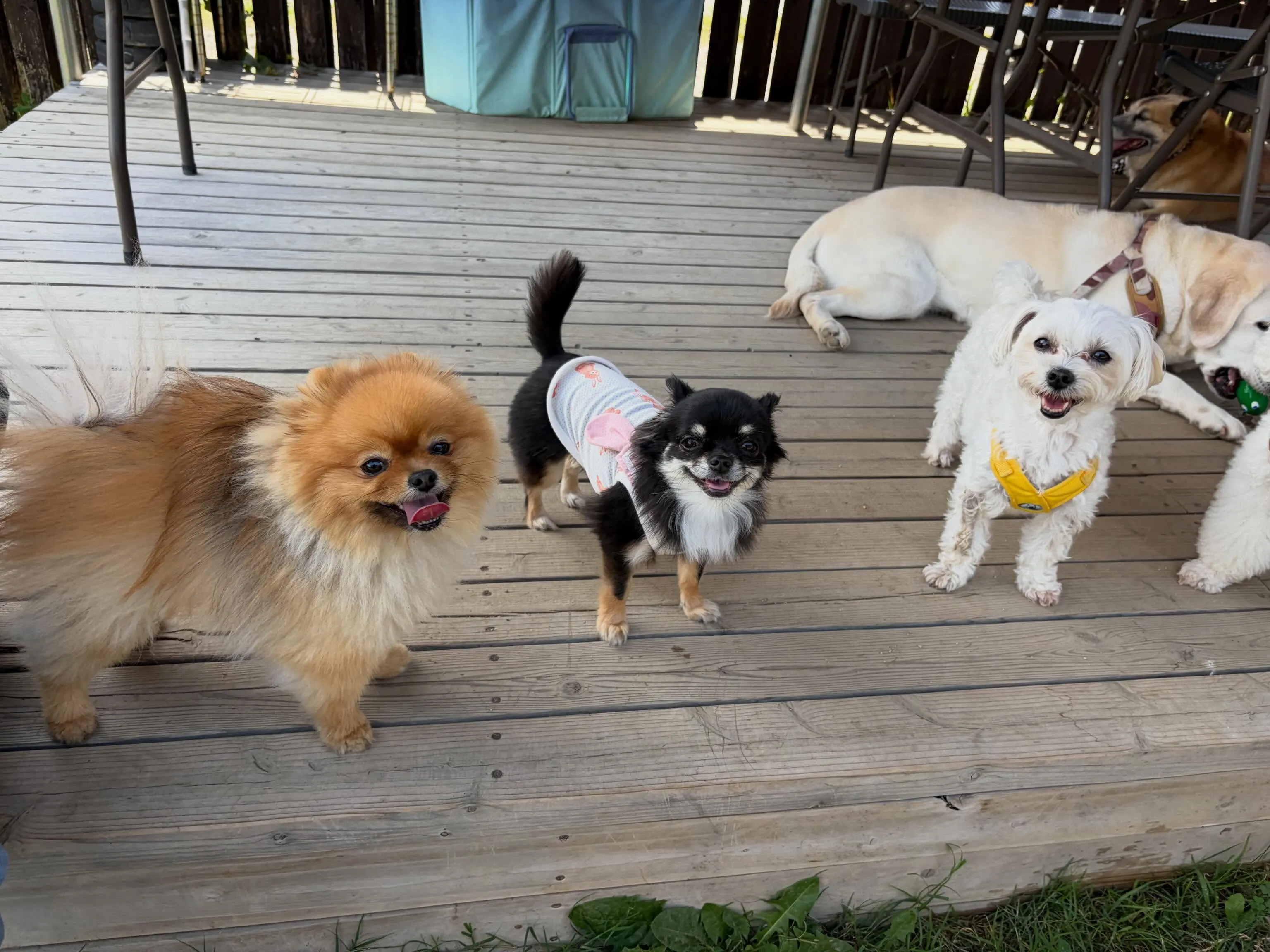 昨日・今日とドッグランイベント開催日でした🐕🐾