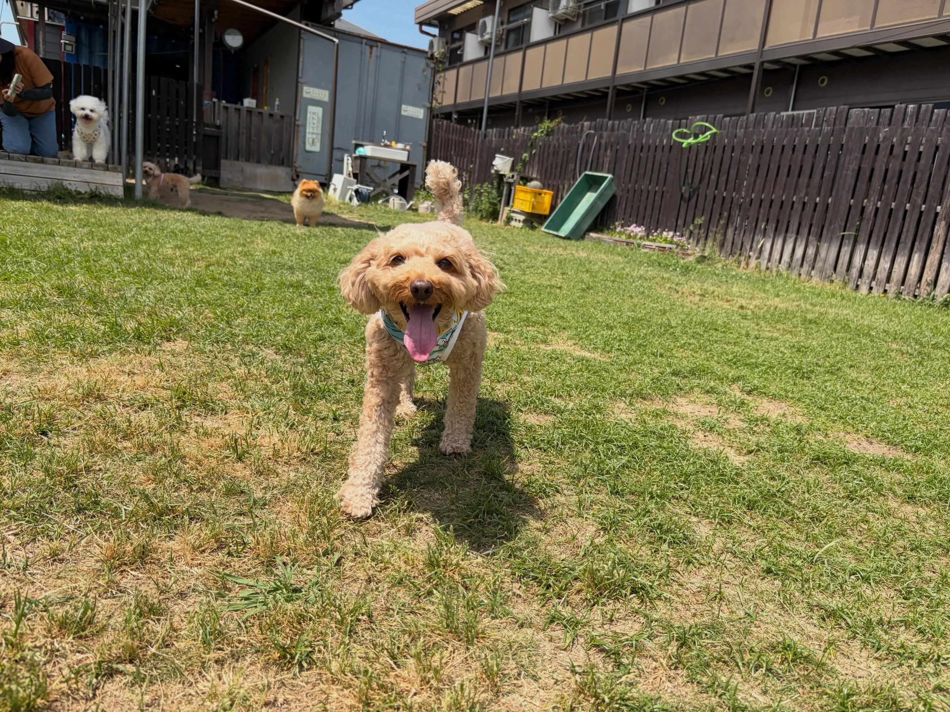 昨日・今日とドッグランイベント開催日でした🐕🐾
