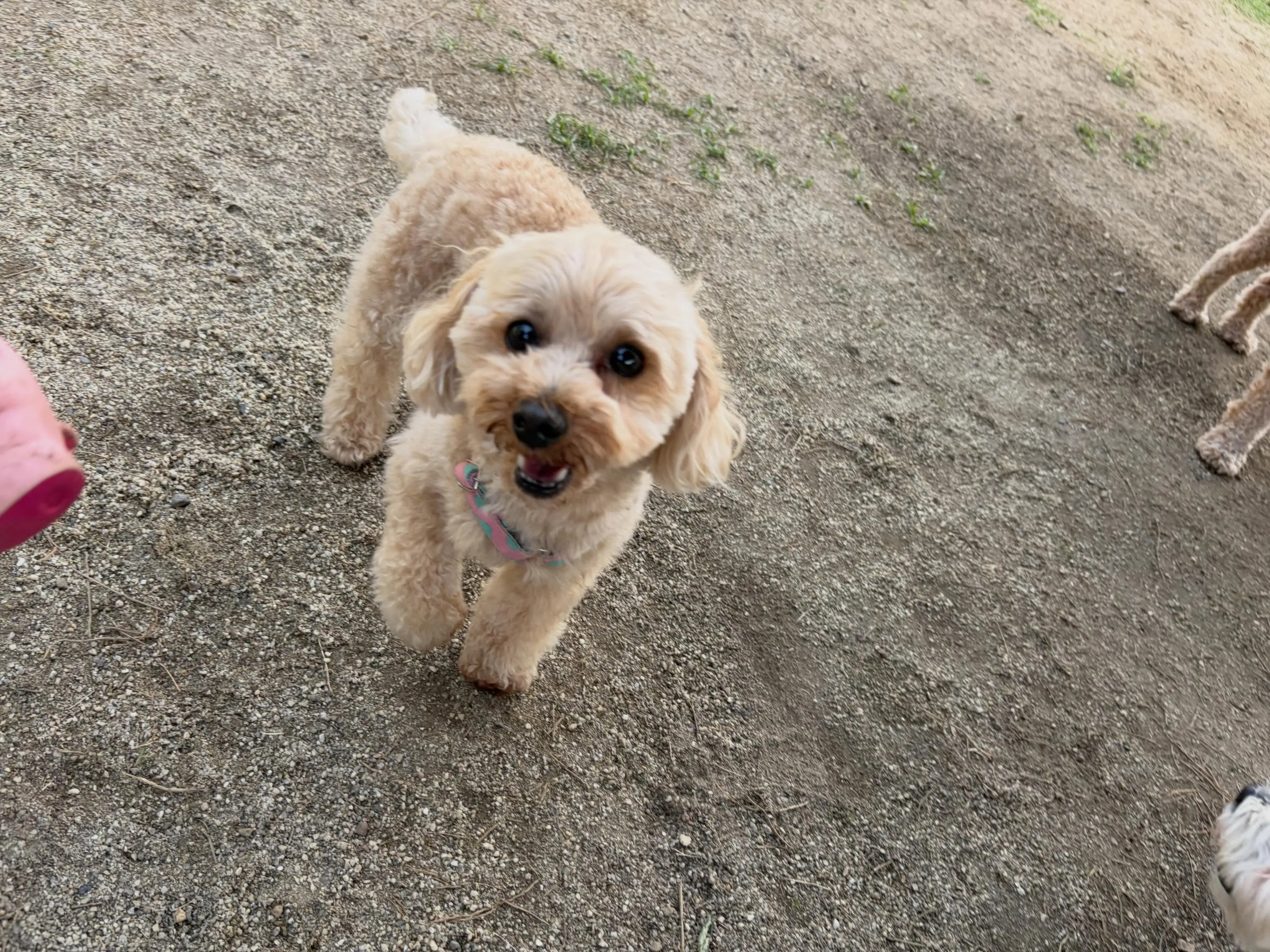 昨日・今日とドッグランイベント開催日でした🐕🐾