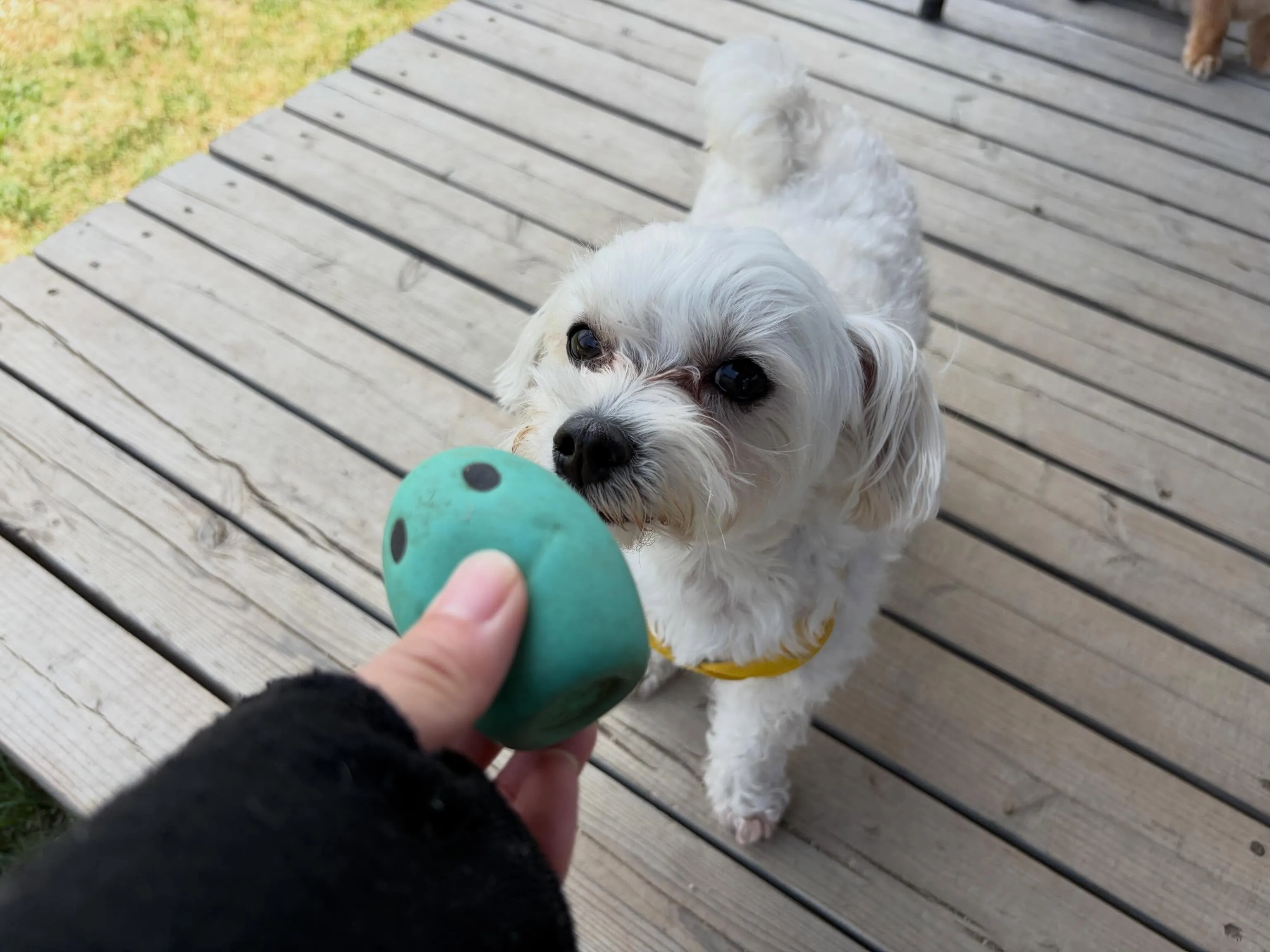 昨日・今日とドッグランイベント開催日でした🐕🐾