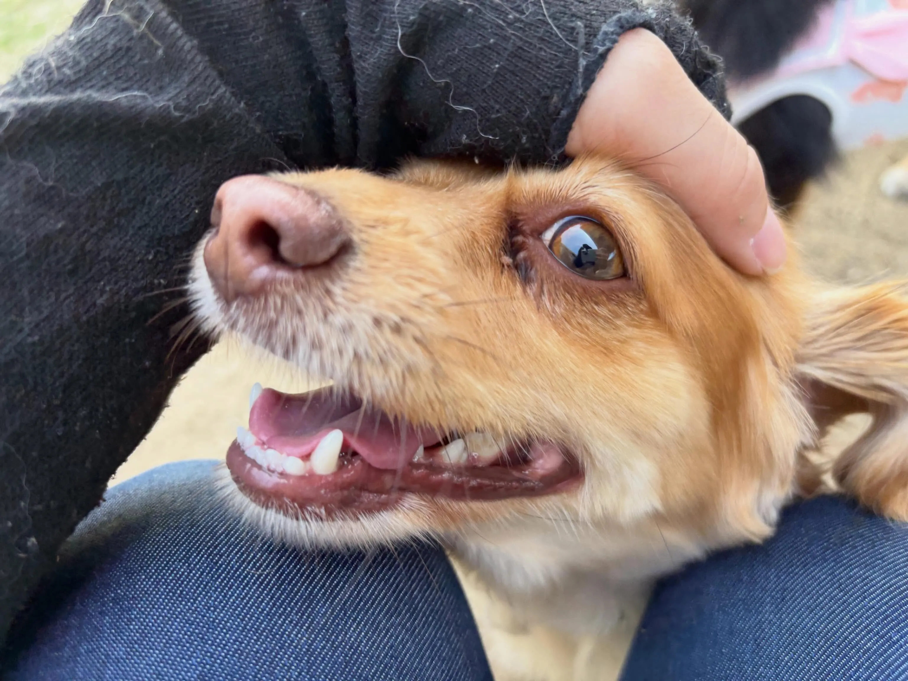 昨日・今日とドッグランイベント開催日でした🐕🐾