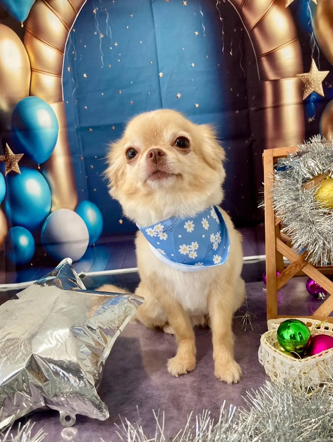 トリミングのセットメニューをご利用頂いたわんこたちです🐶