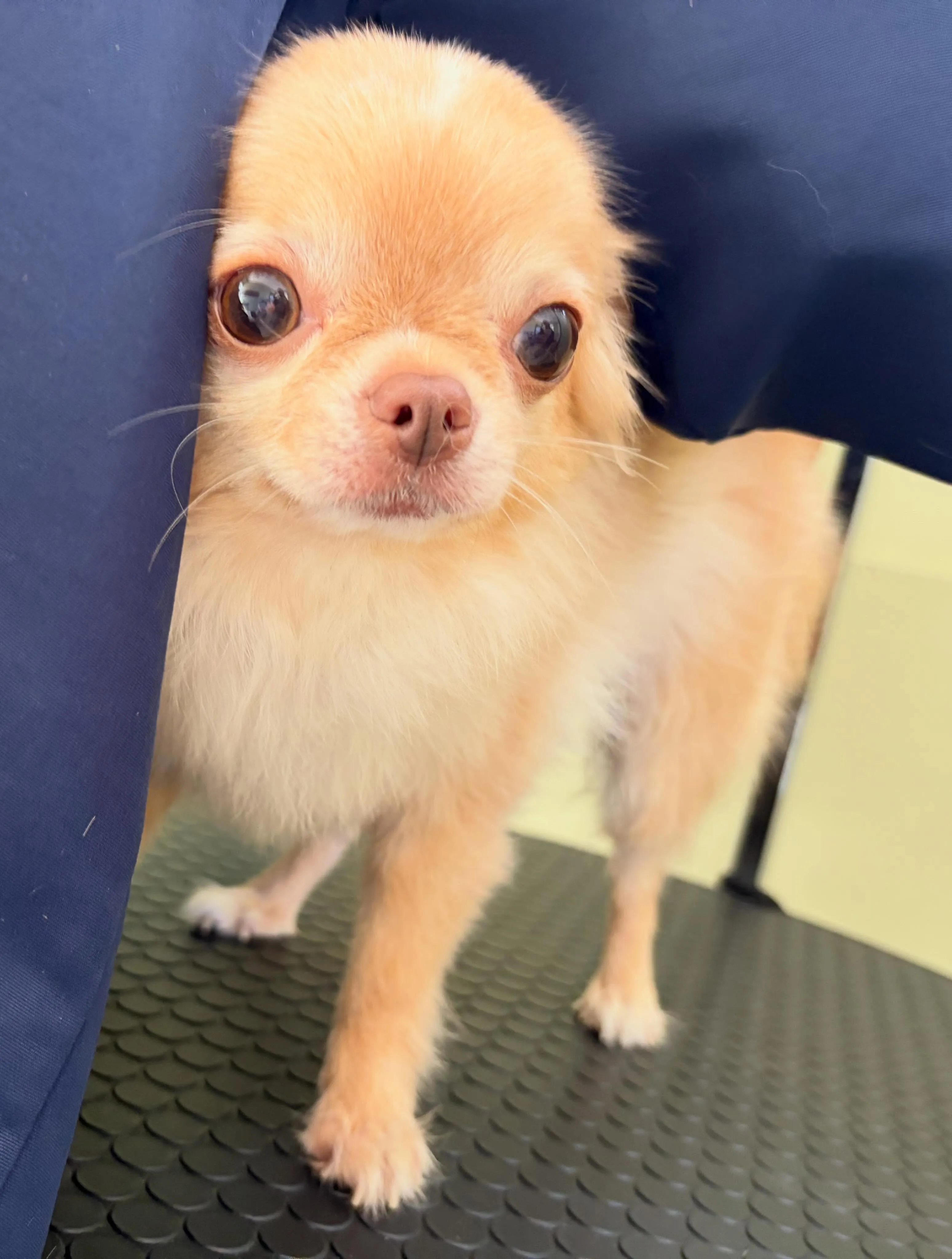 トリミングのセットメニューをご利用頂いたわんこたちです🐶