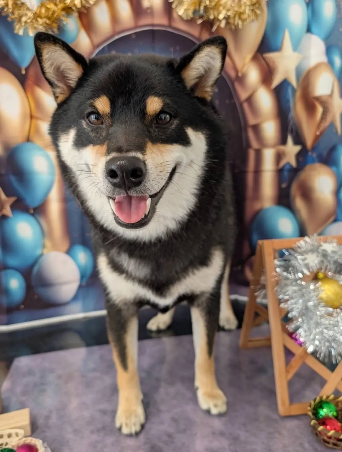 トリミングのセットメニューをご利用頂いたわんこたちです🐶
