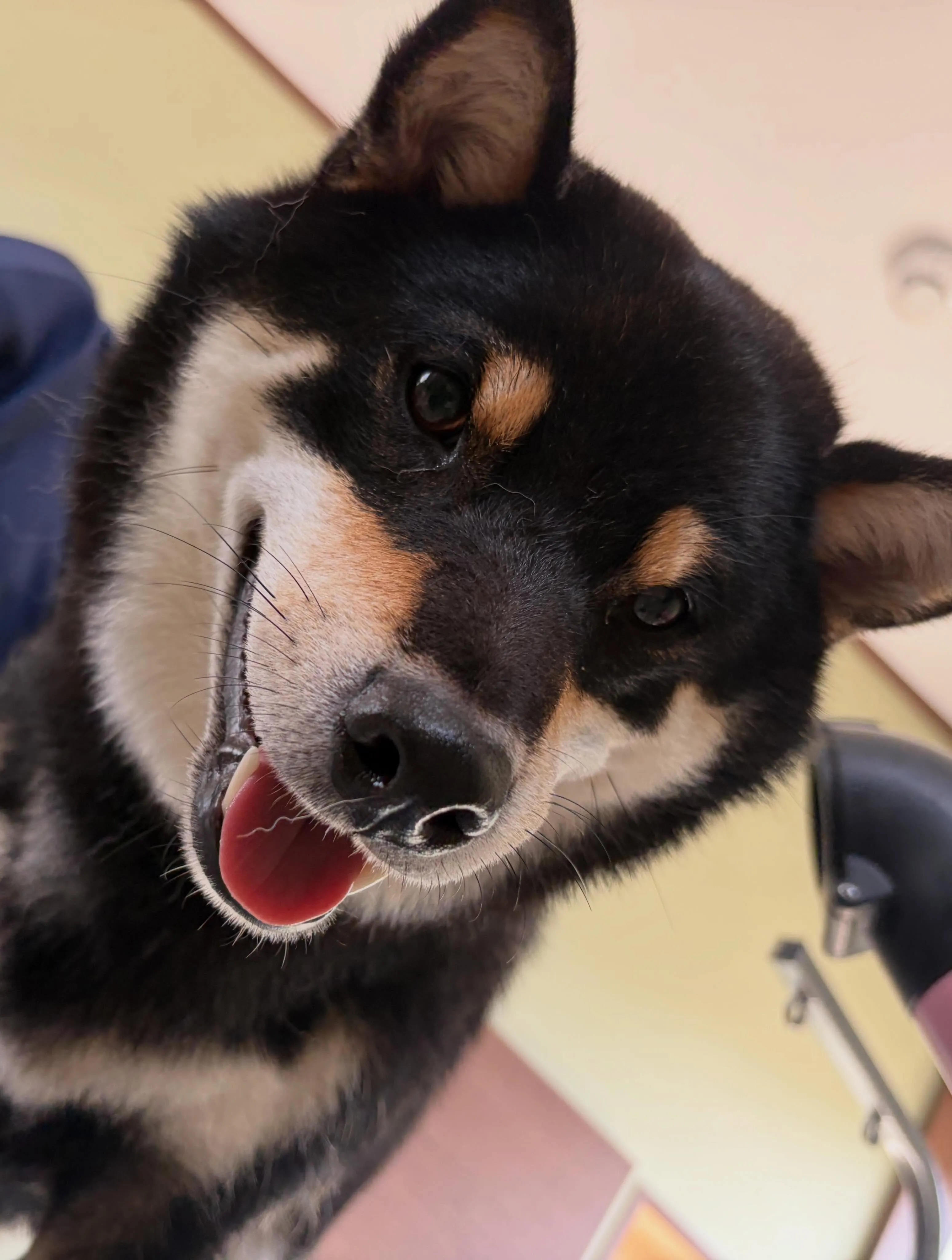 トリミングのセットメニューをご利用頂いたわんこたちです🐶