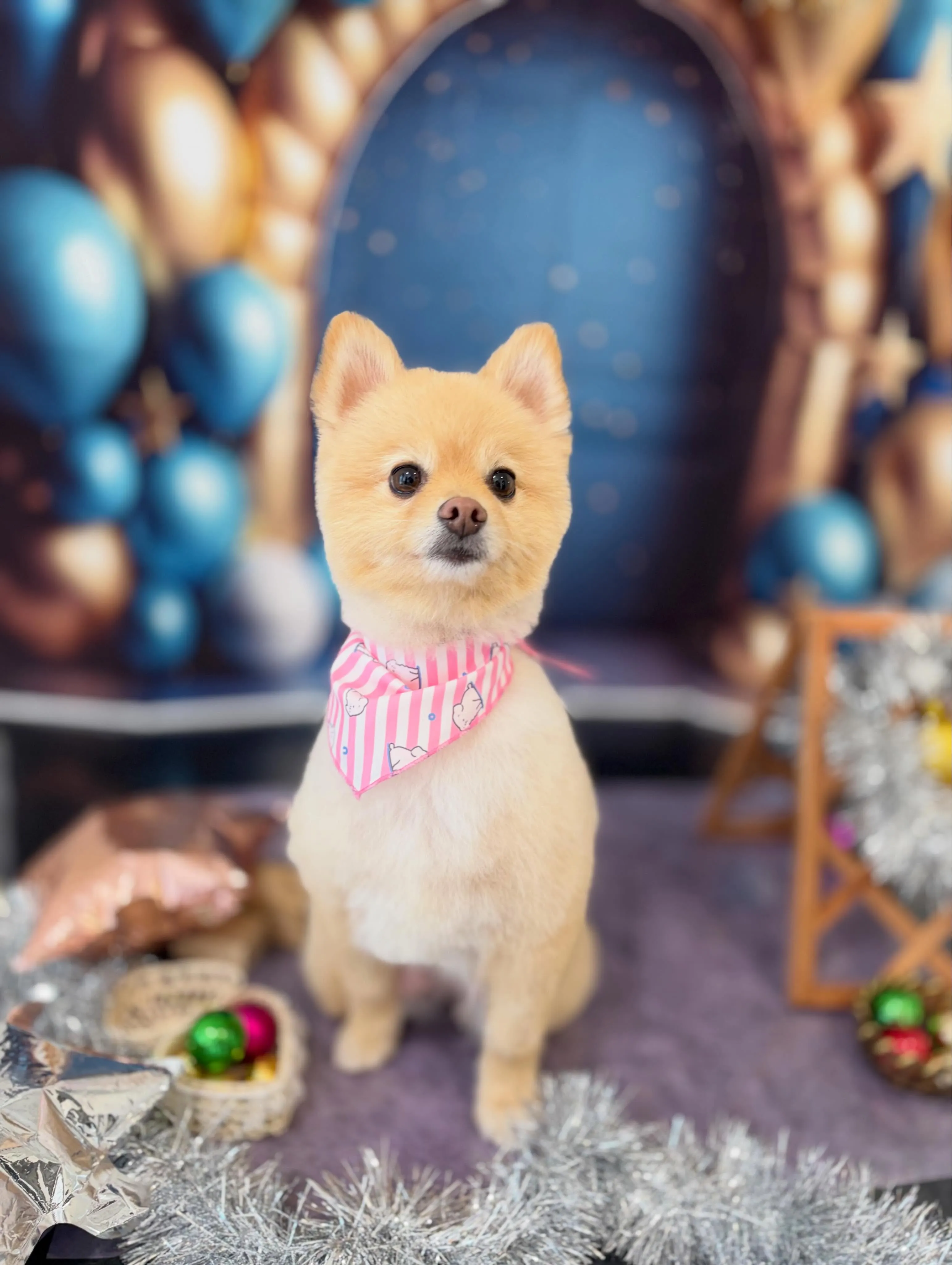 トリミングのセットメニューをご利用頂いたわんこたちです🐶