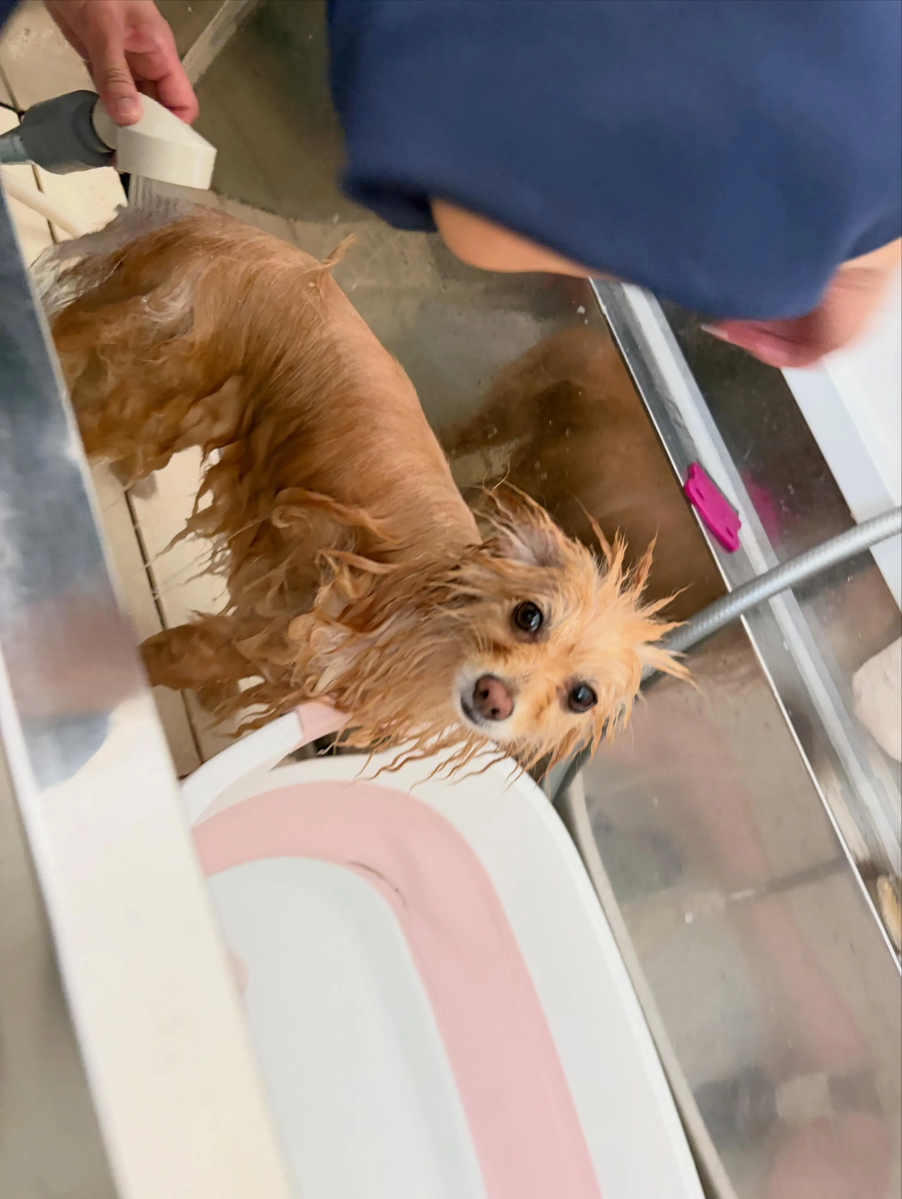トリミングのセットメニューをご利用頂いたわんこたちです🐶