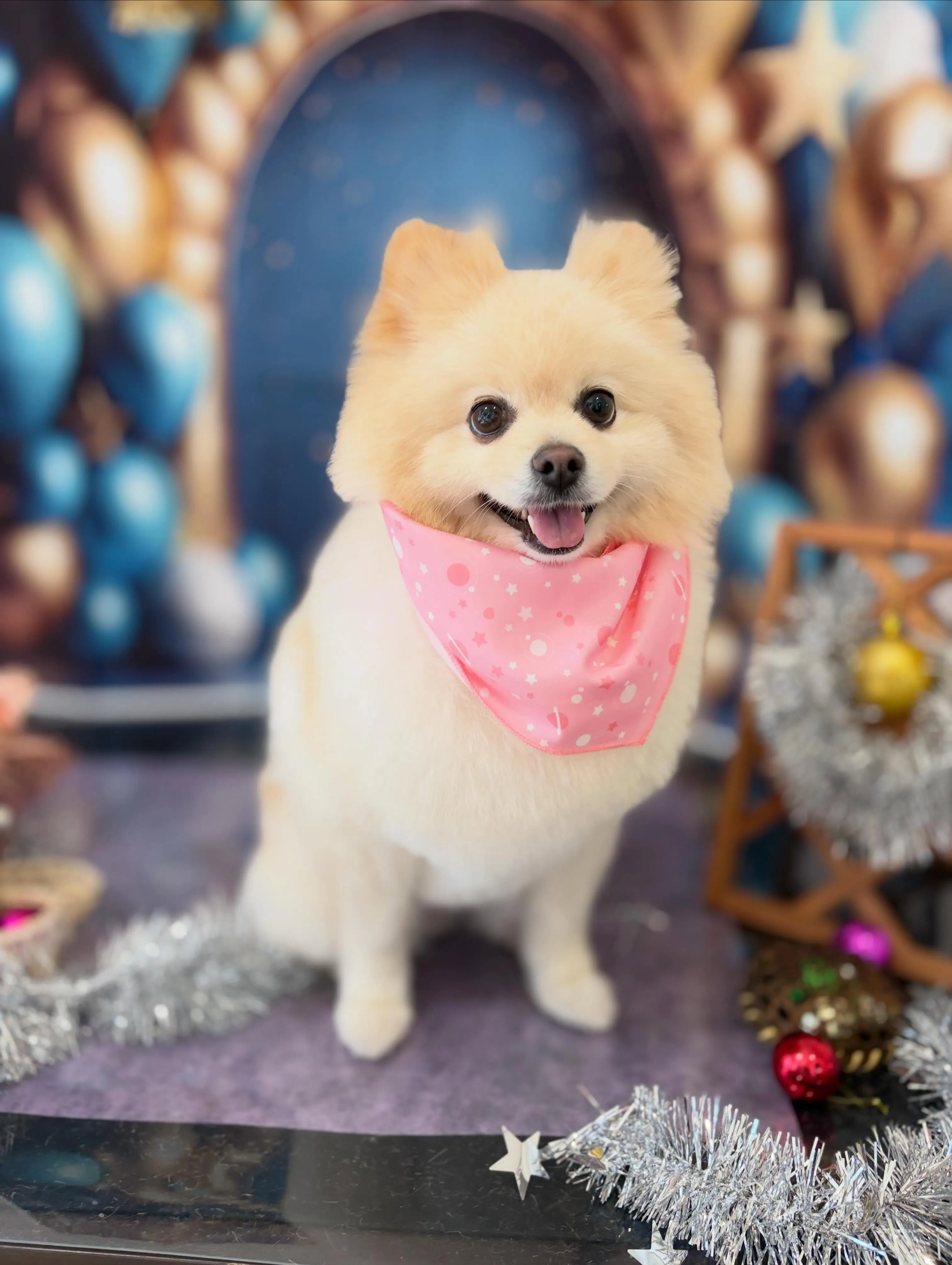 トリミングのセットメニューをご利用頂いたわんこたちです🐶
