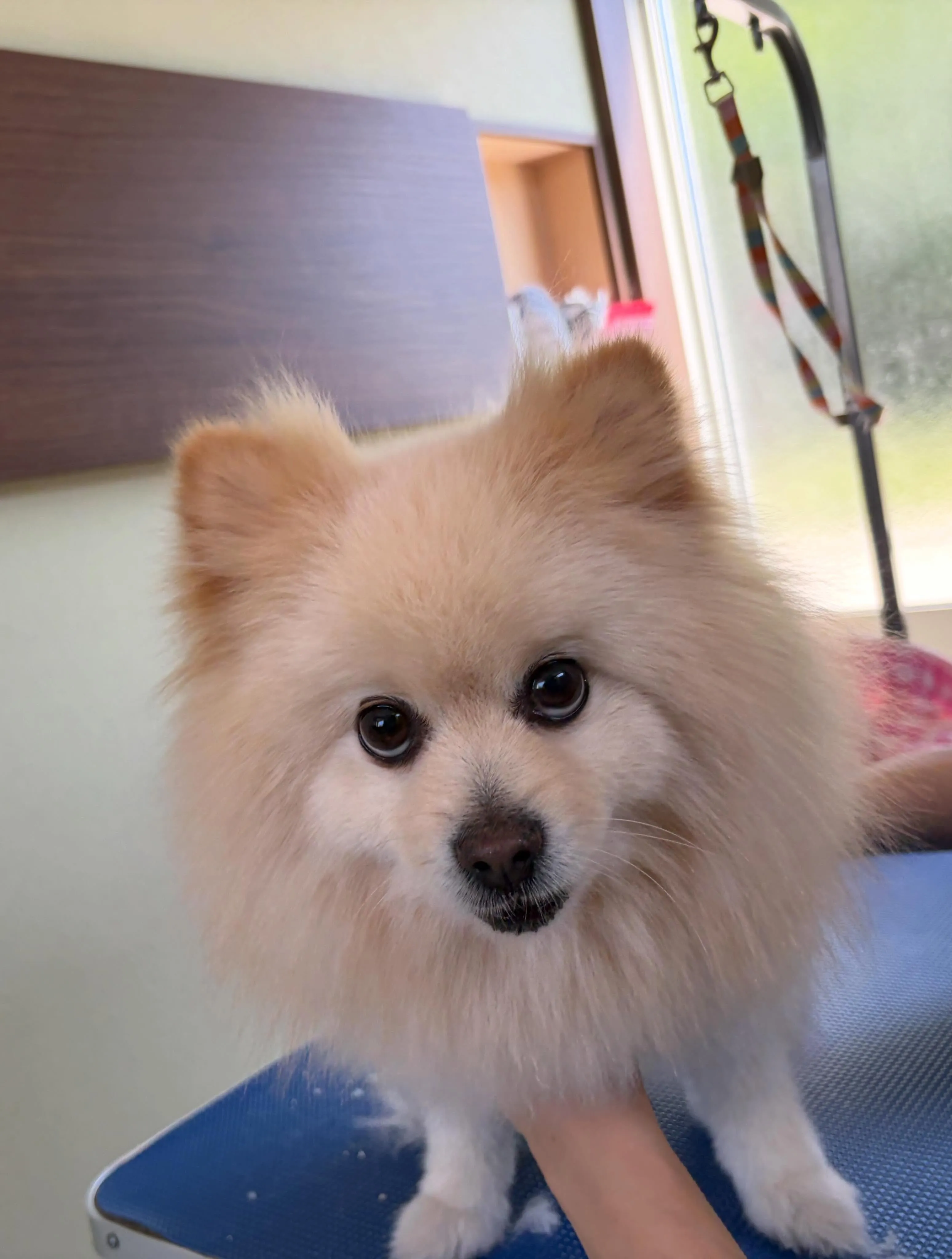 トリミングのセットメニューをご利用頂いたわんこたちです🐶