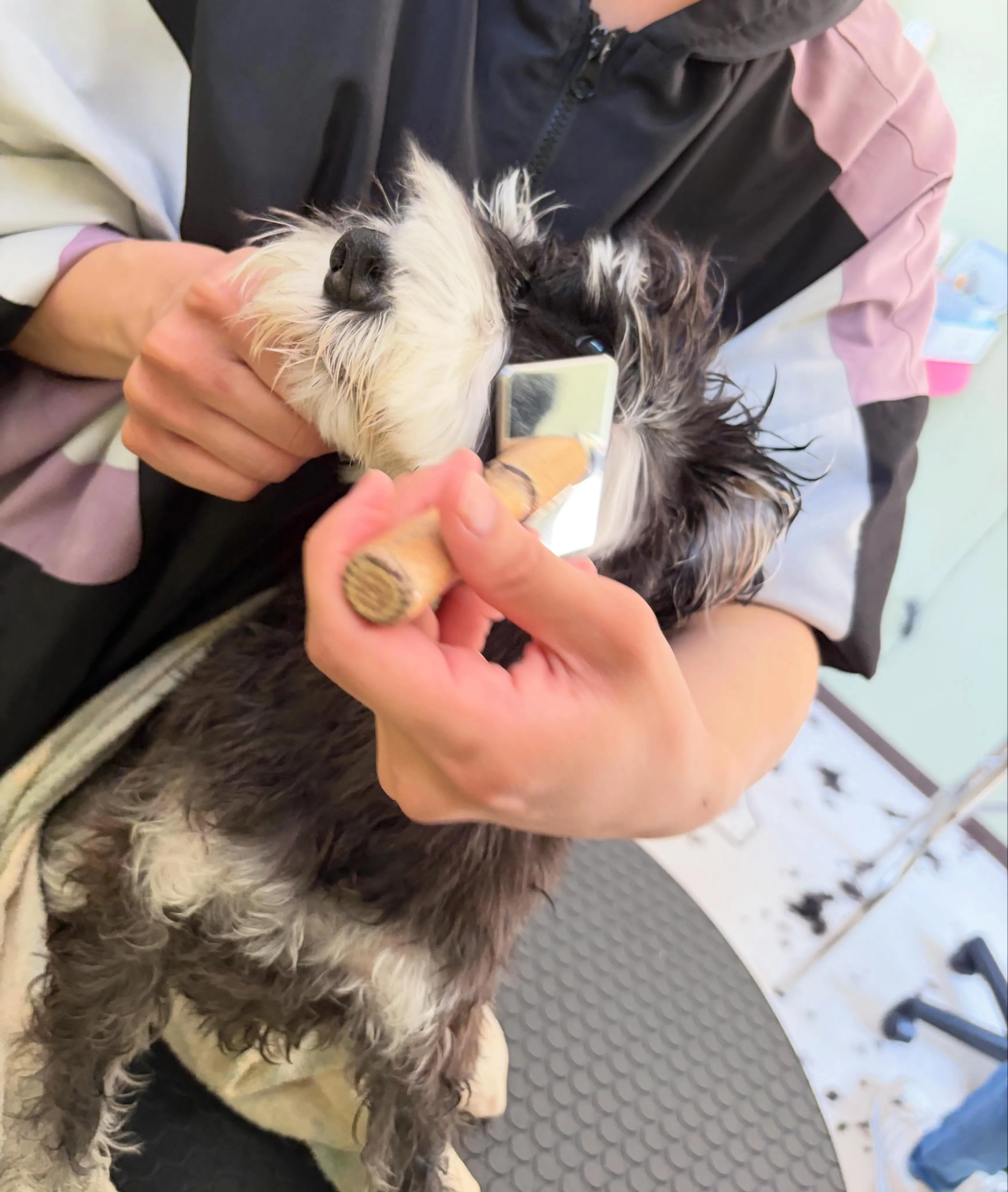 トリミングのセットメニューをご利用頂いたわんこたちです✂️