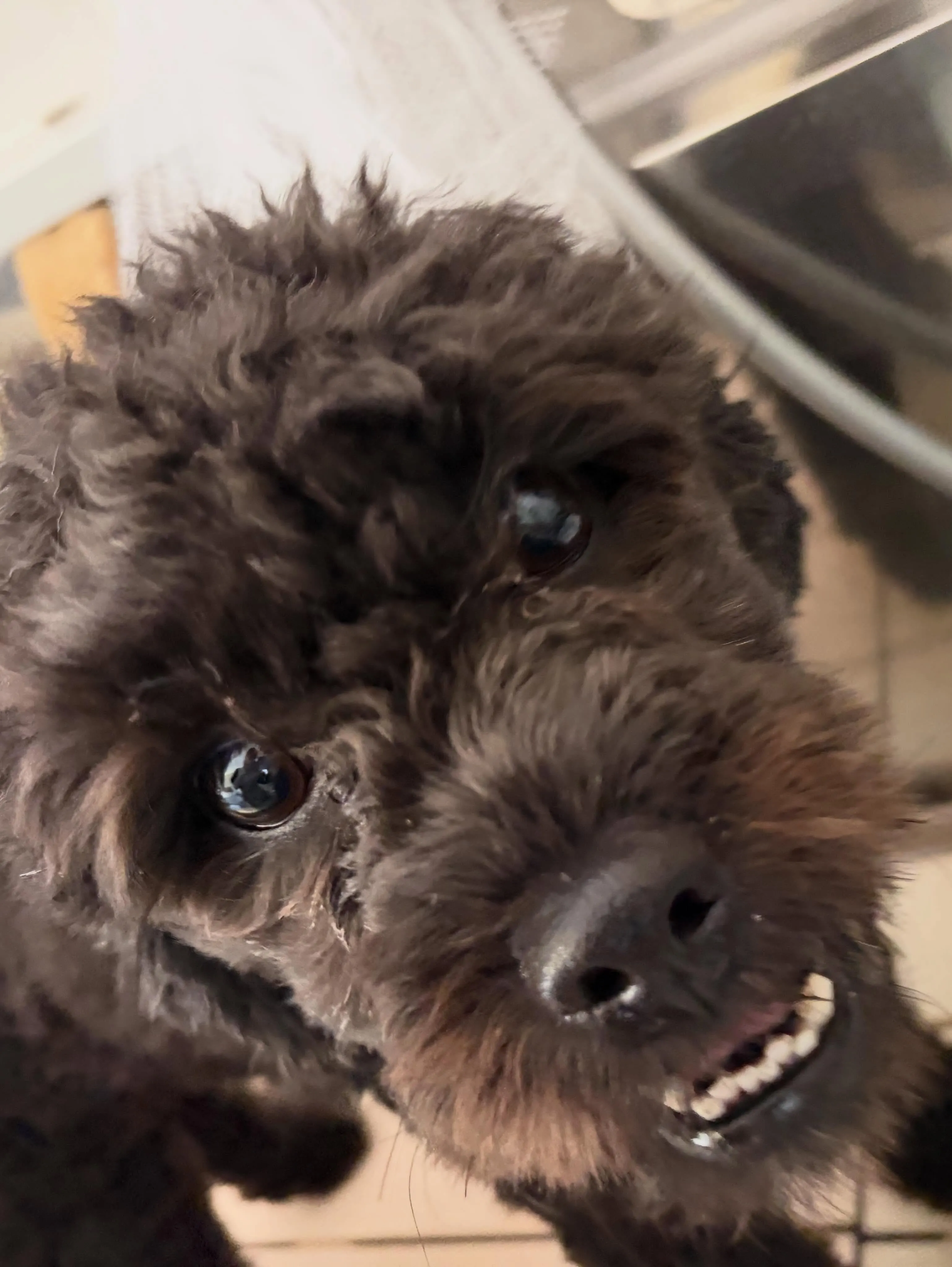 トリミングのセットメニューをご利用頂いたわんこたち🐾