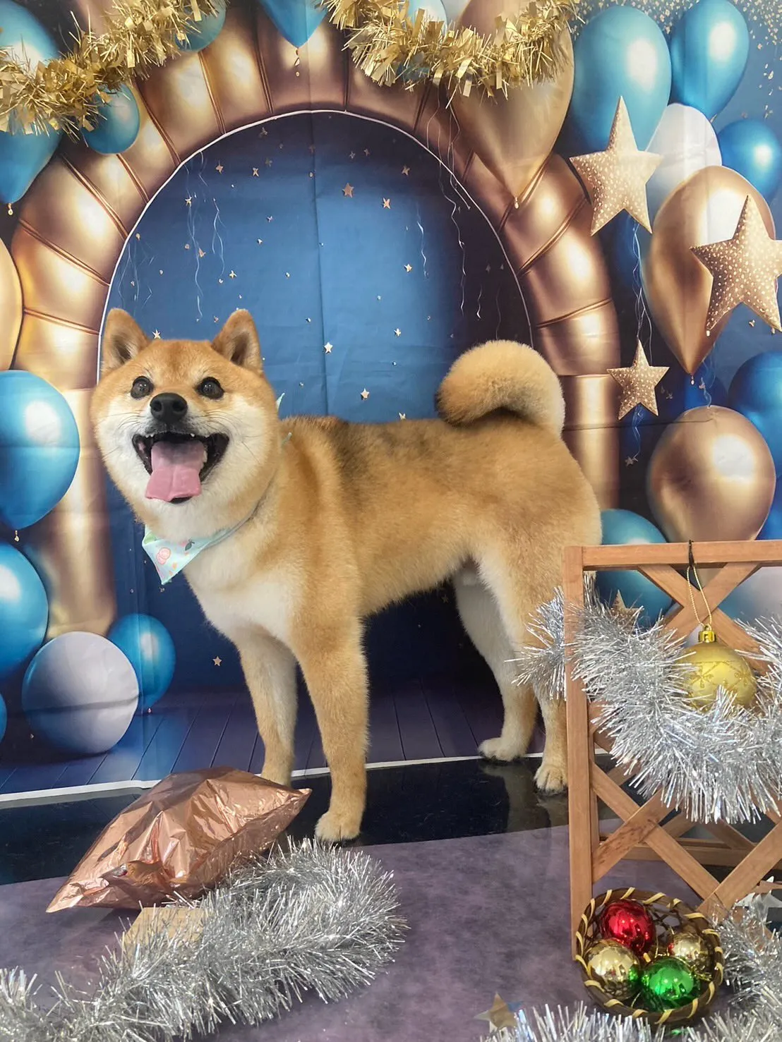 トリミングのセットメニューをご利用頂いたわんこたち🐾